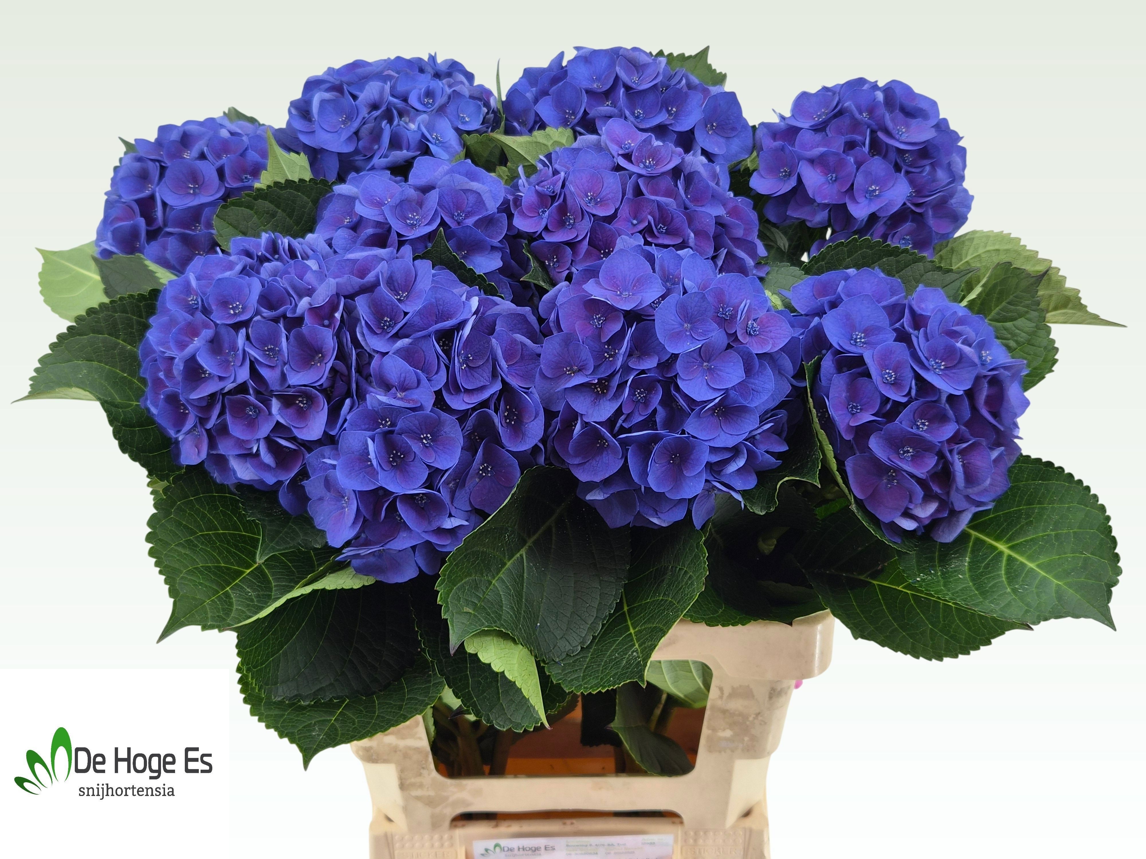 Hydrangea Royal Crown Blue 60cm 17Ø