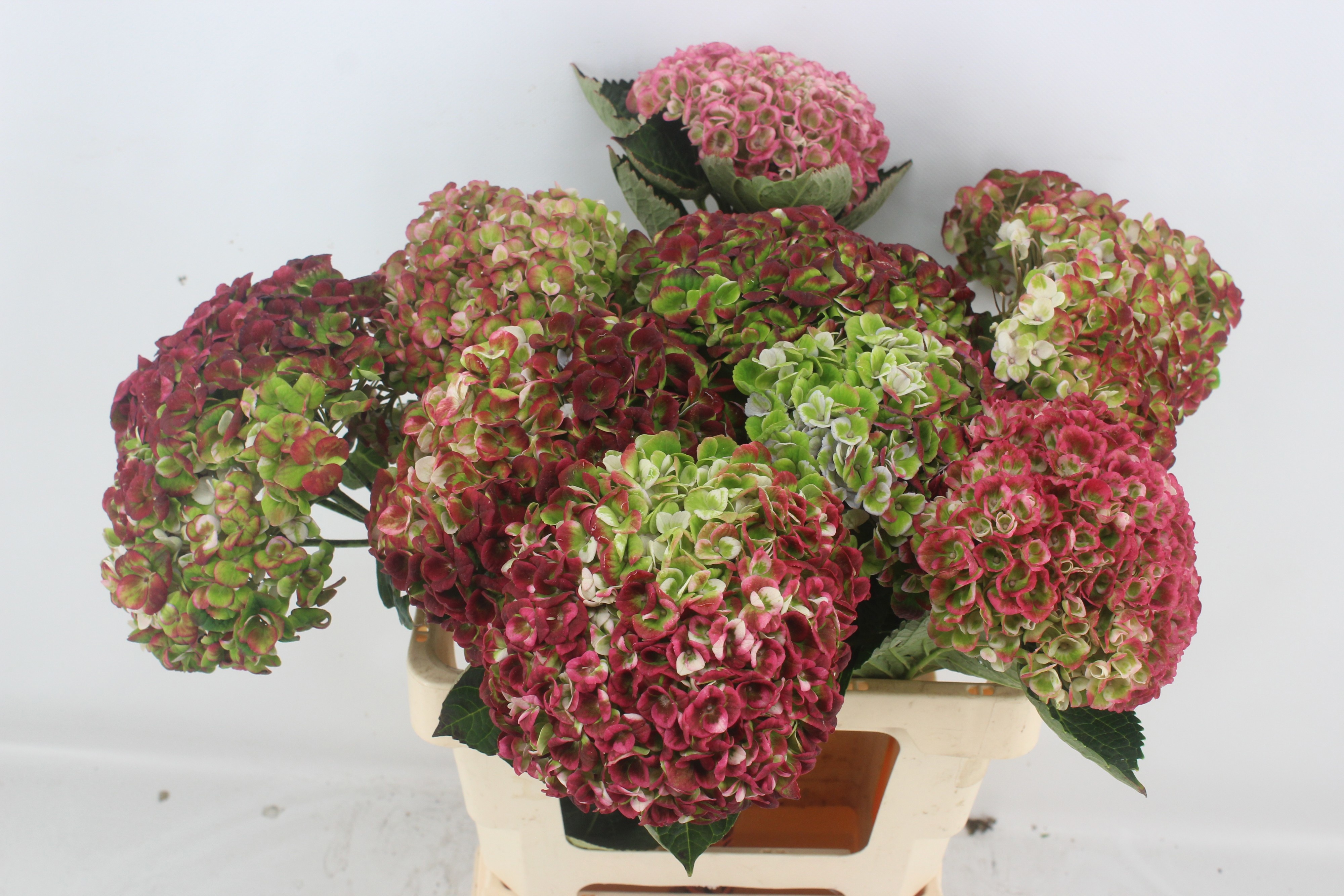 Hydrangea Revolution Pink/green 60cm 15Ø