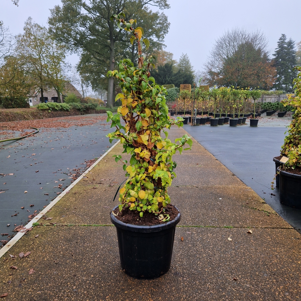 Picture of Hydrangea petiolaris P40 130CM (LOOSE)