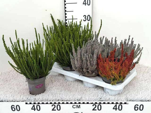 Calluna vulgaris Garden Girls gemengd - Struikhei