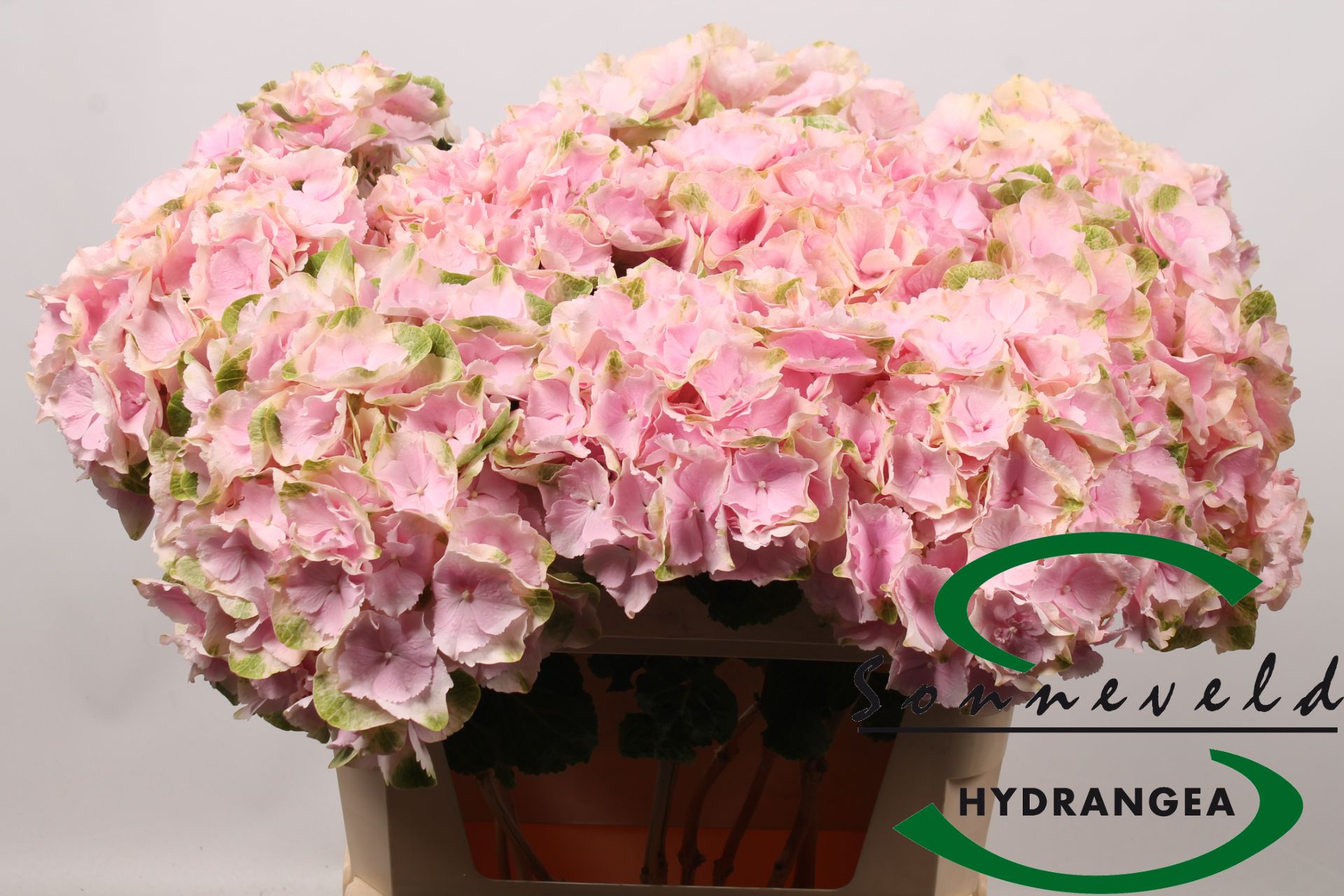 Hydrangea Verena 75cm Ø15-18cm