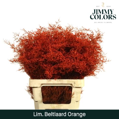 Lim Bel L70 Orange