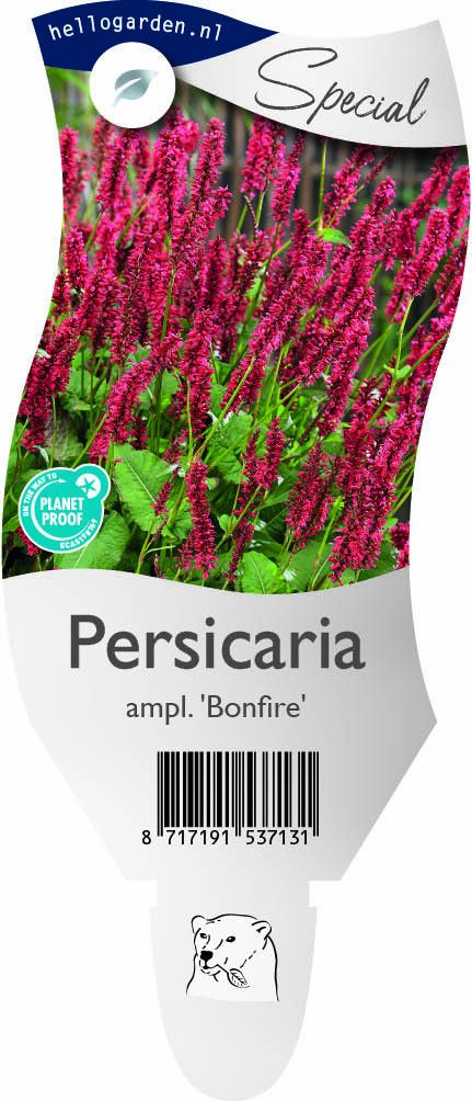 Persicaria a. Bonfire ('Bokrafire')