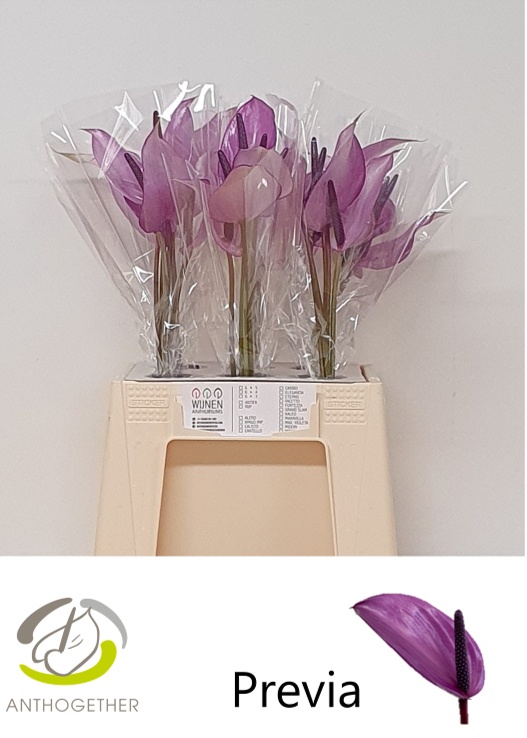 Anthurium Previa 8Ø