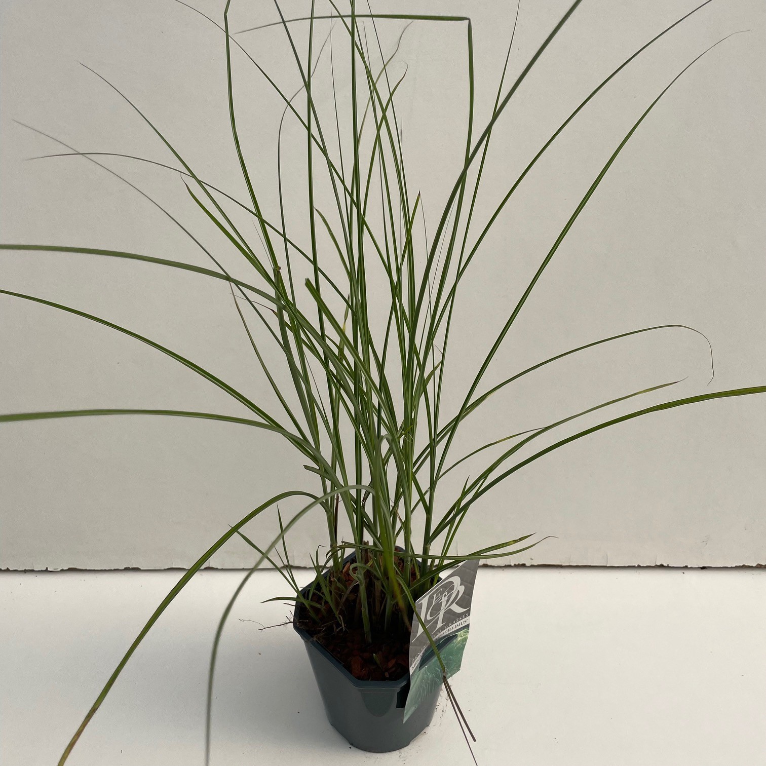 Miscanthus sinensis 'Gracillimus'