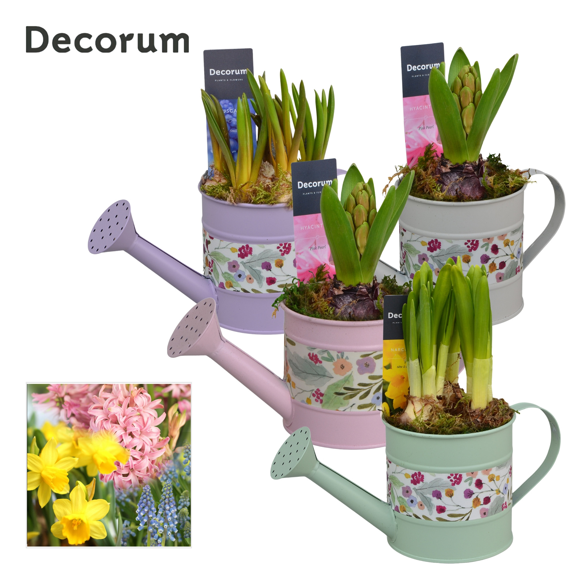 Picture of Bulb varieties Watering can Flowers HL14023B (Decorum) P10 18cm