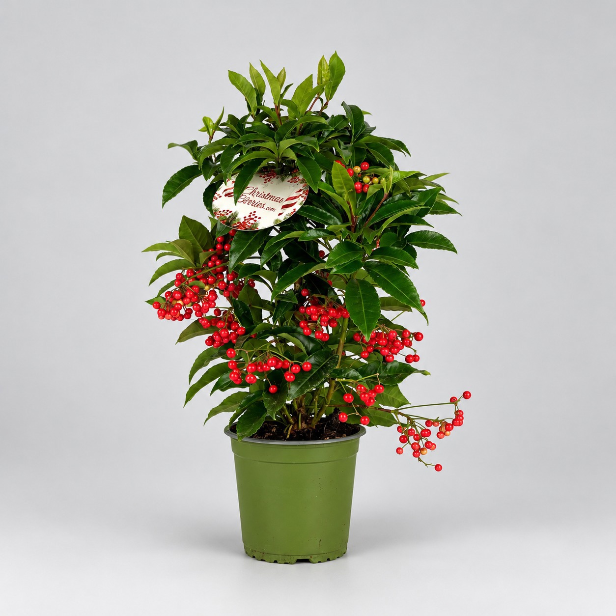 Ardisia crenata Red