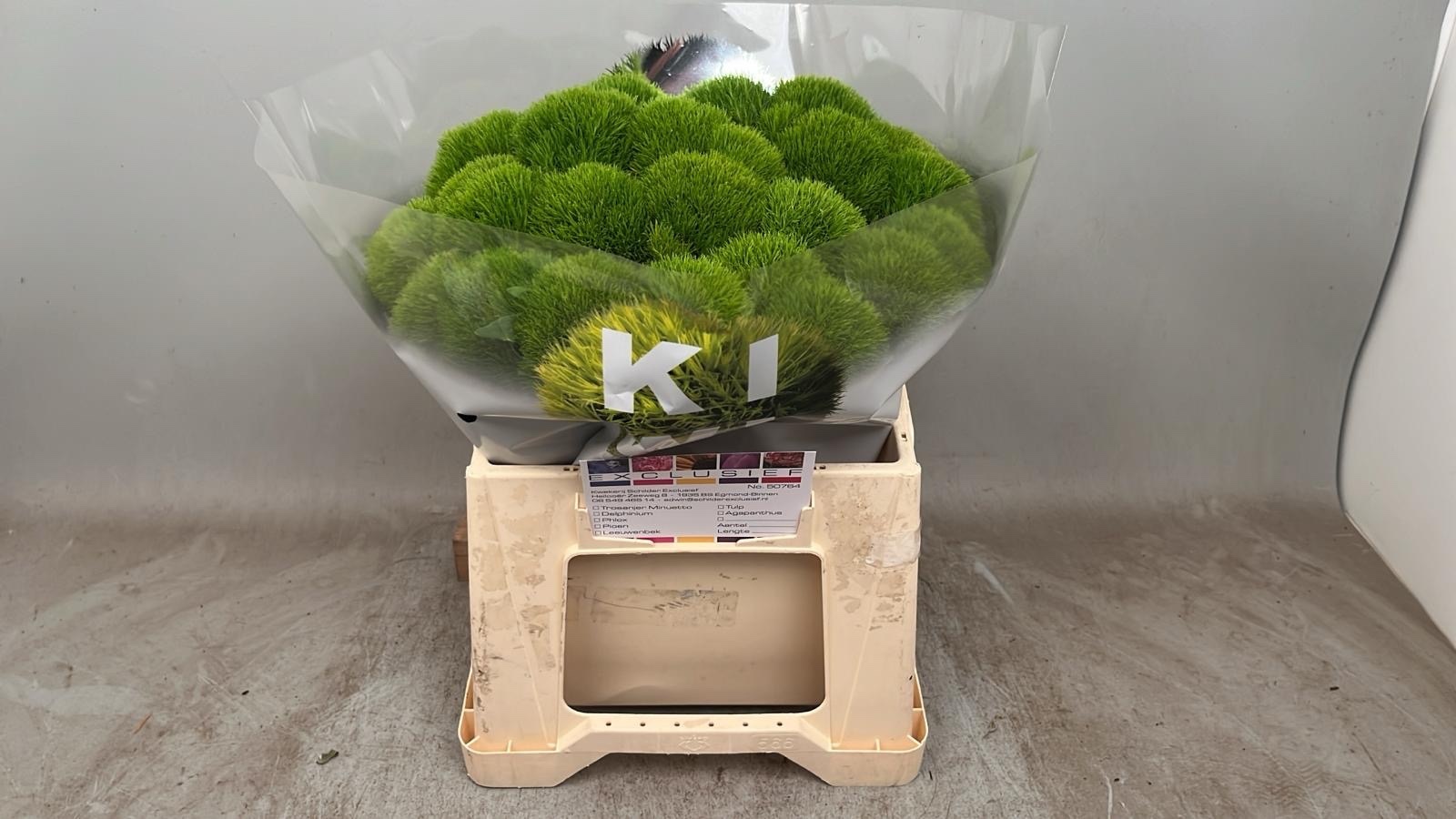 Dianthus Barb Kiwi Cool 40cm