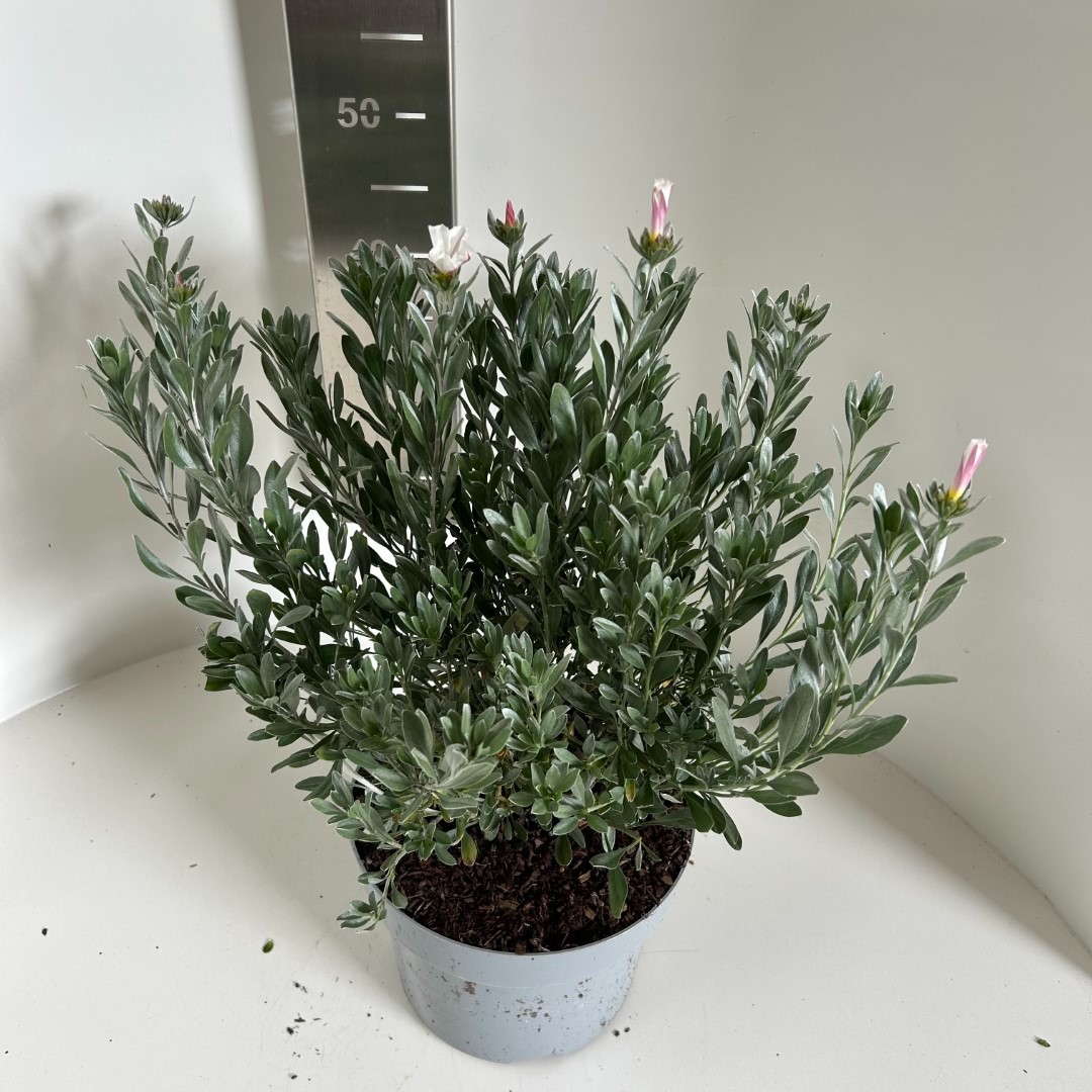 Picture of Convolvulus cneorum P23 (5 Ltr)