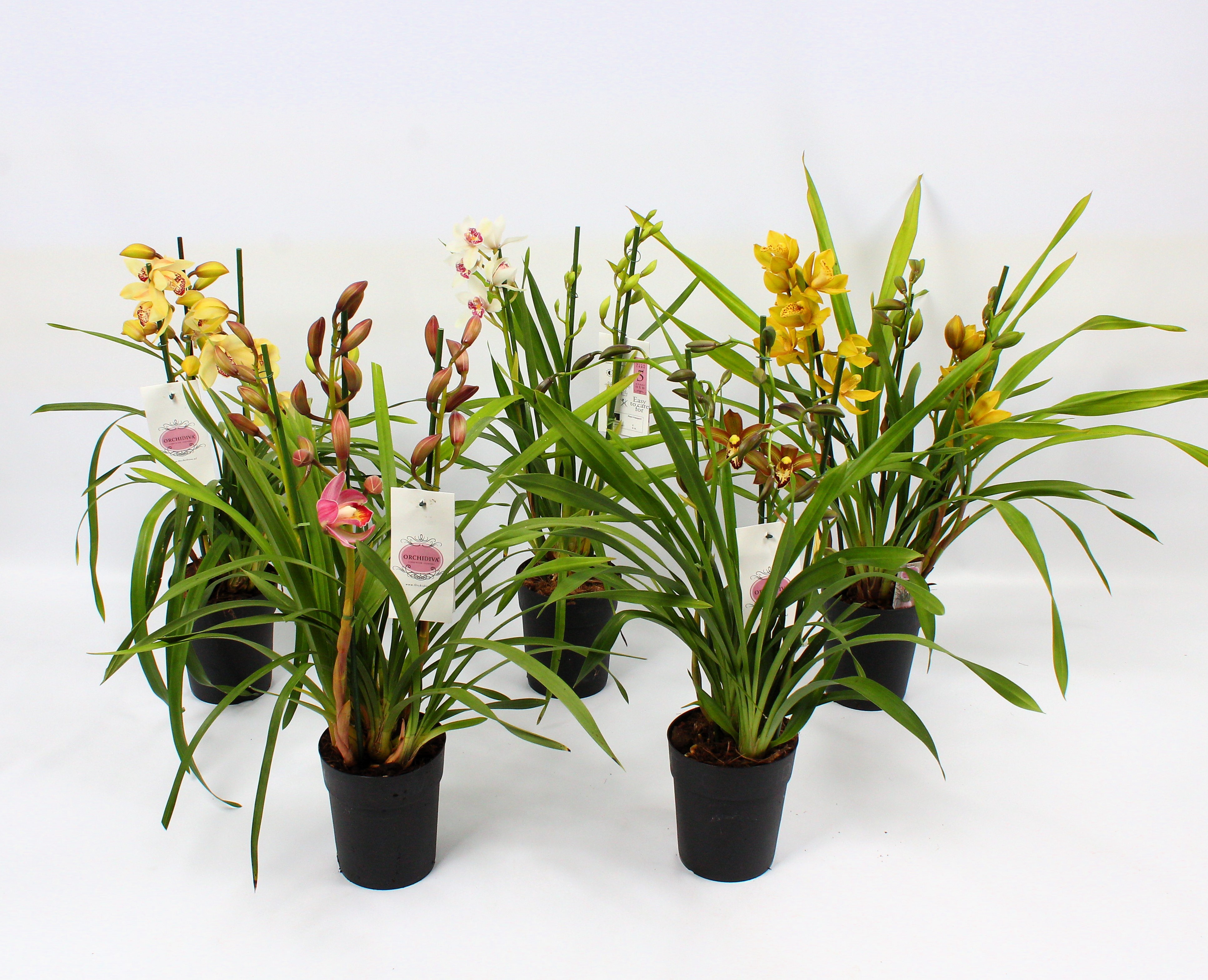 Picture of Cymbidium piccobello mix 3-4 shoots P14 60CM