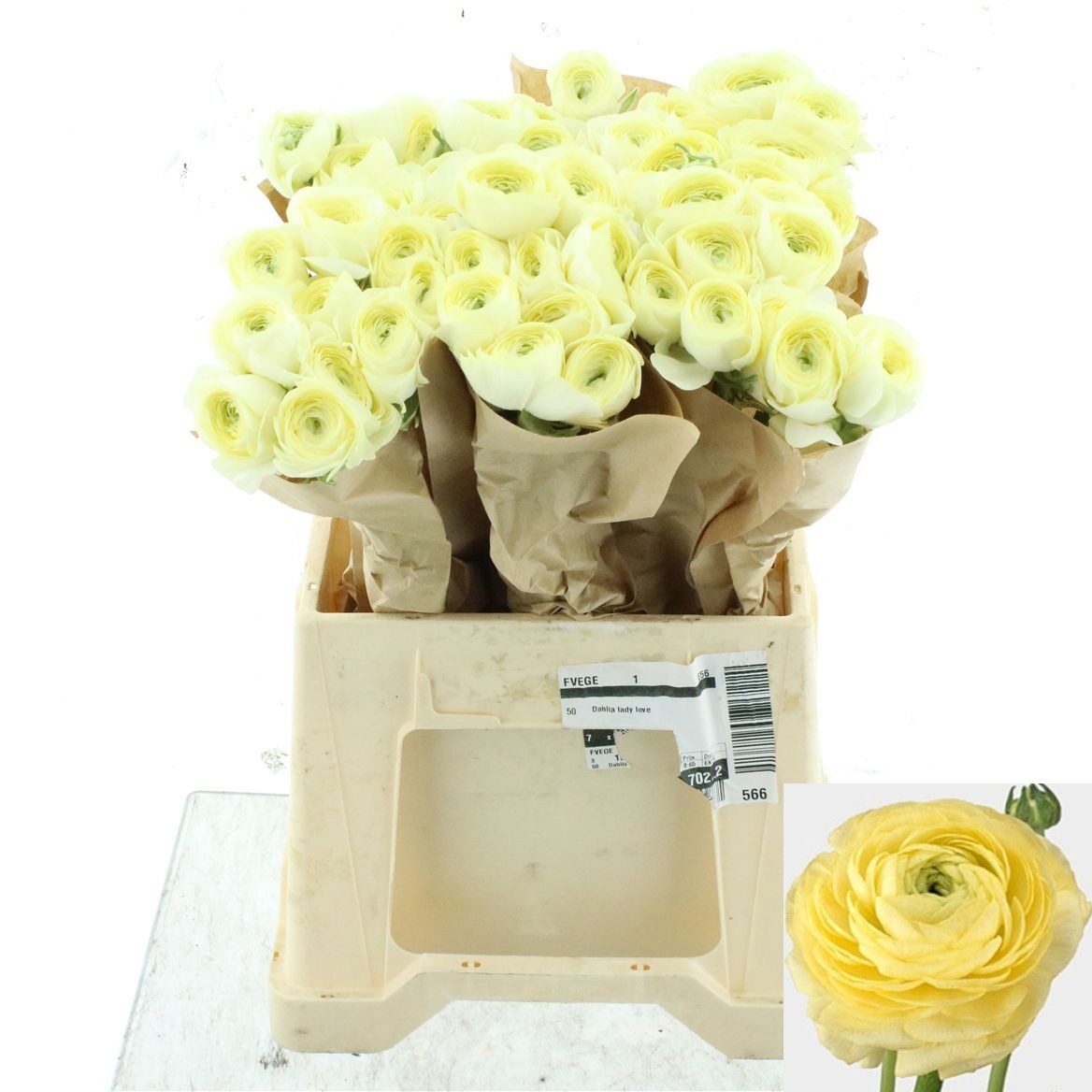 Ranunculus Success Commedia 45cm