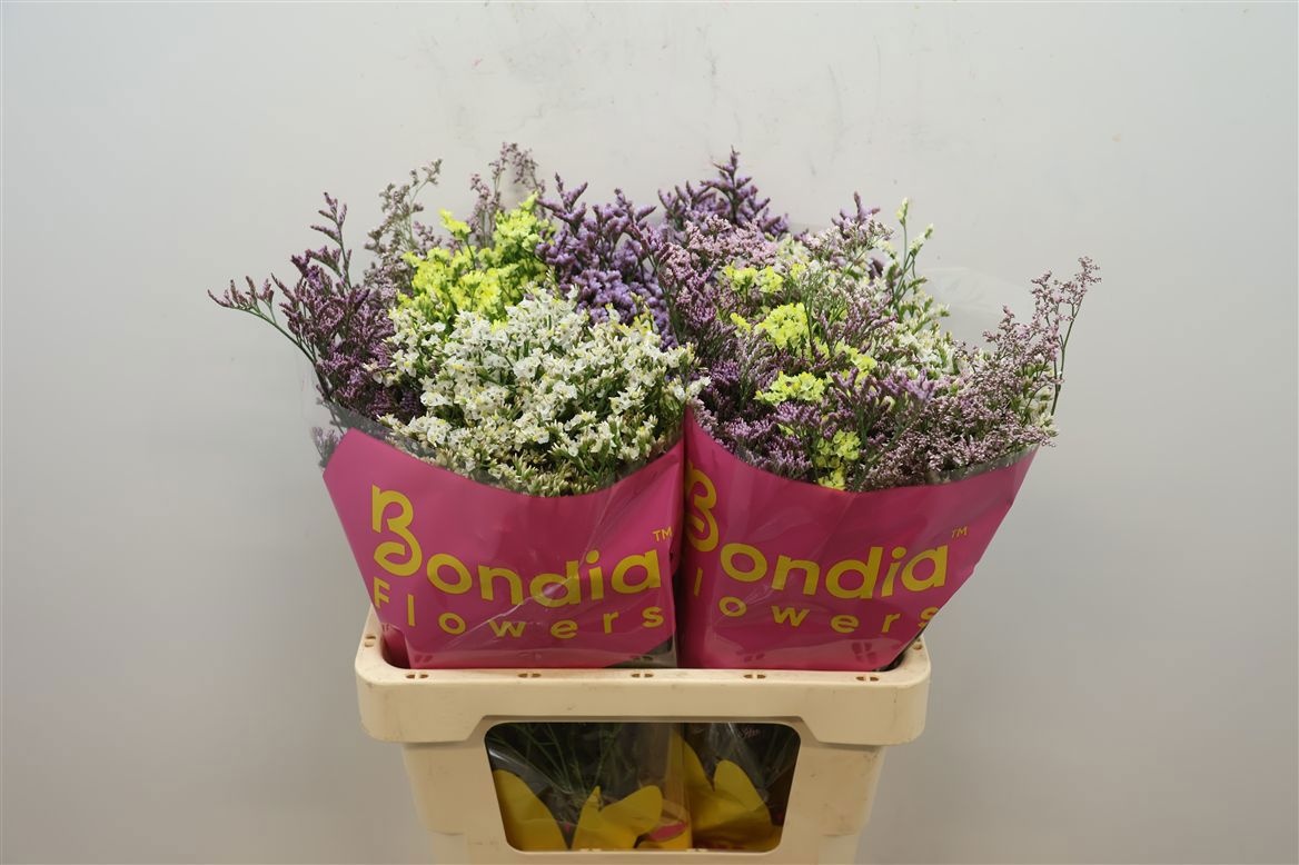 Limonium Sin Diamond Mixed 60cm 25gram