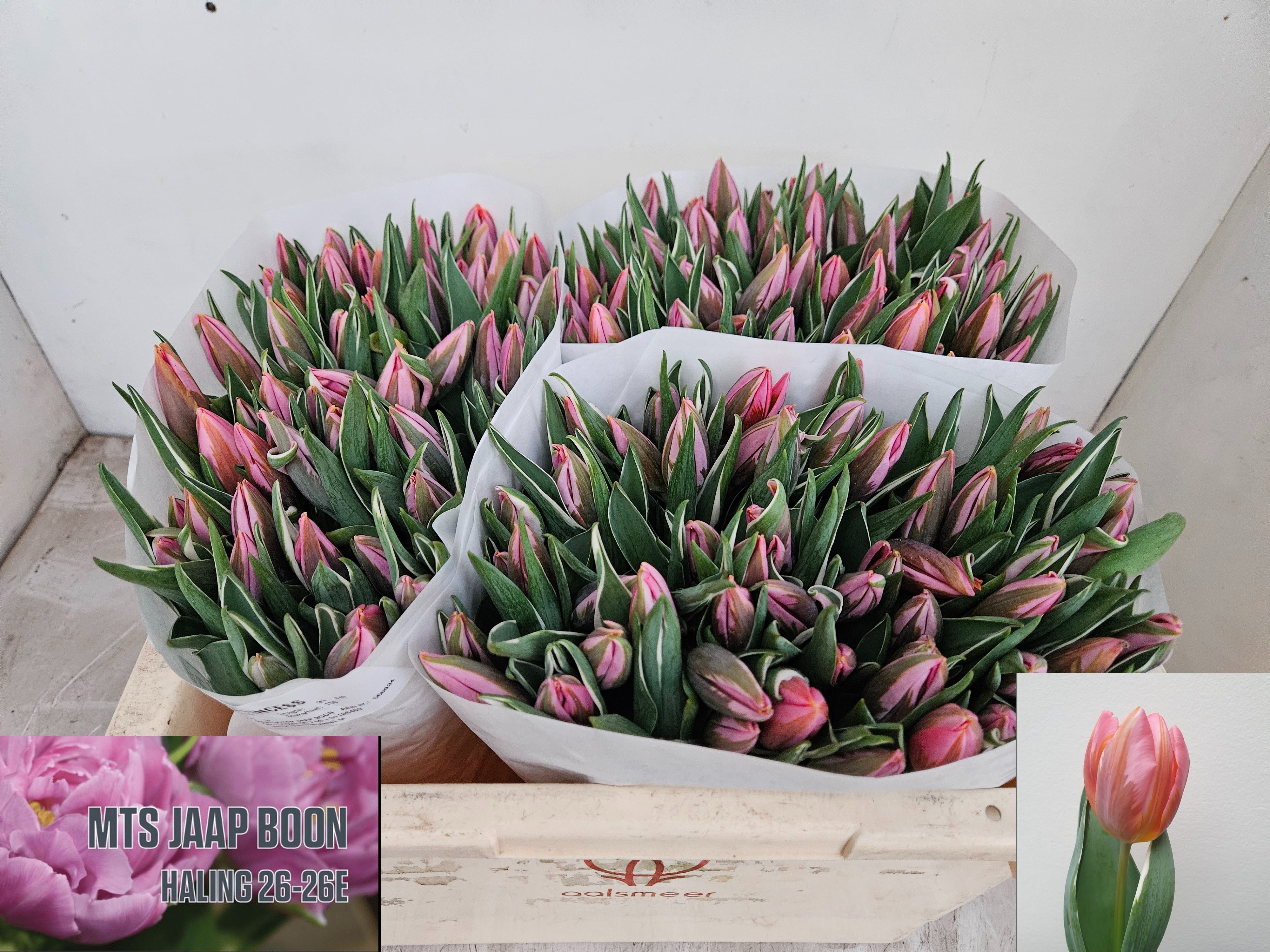 Tulipa Pretty Princes 31cm 30gram