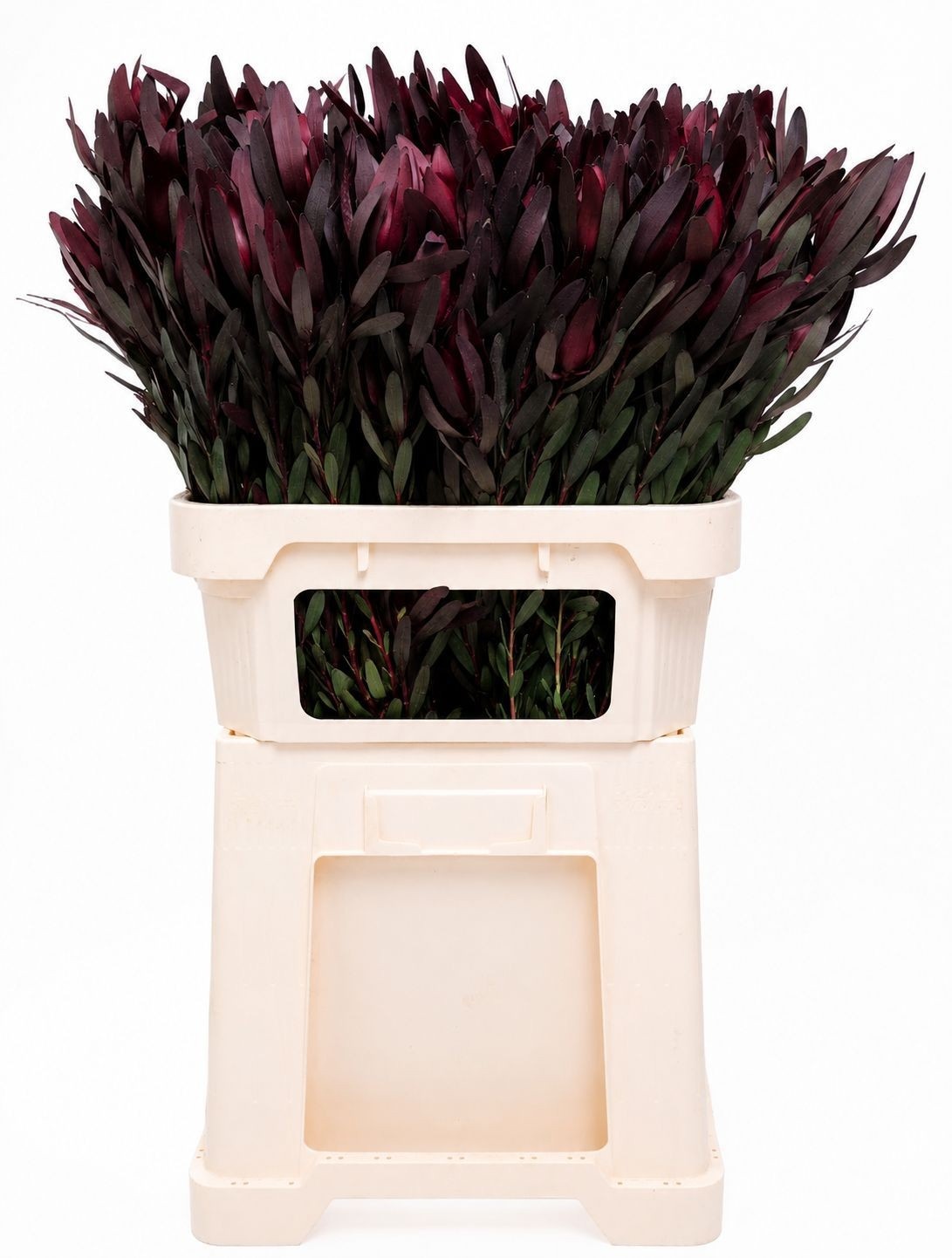 Leucadendron Safari Sunset 80cm