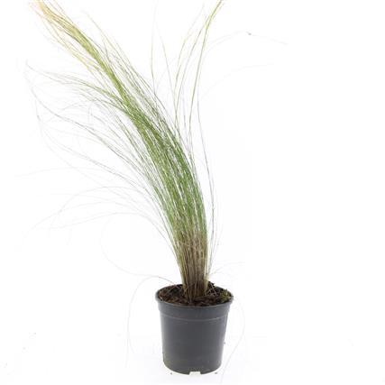 Picture of Stipa tenuissima Ponytails P14