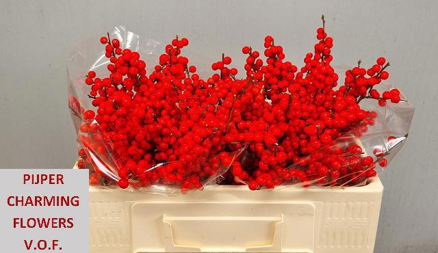 Ilex Verticlilata 50cm