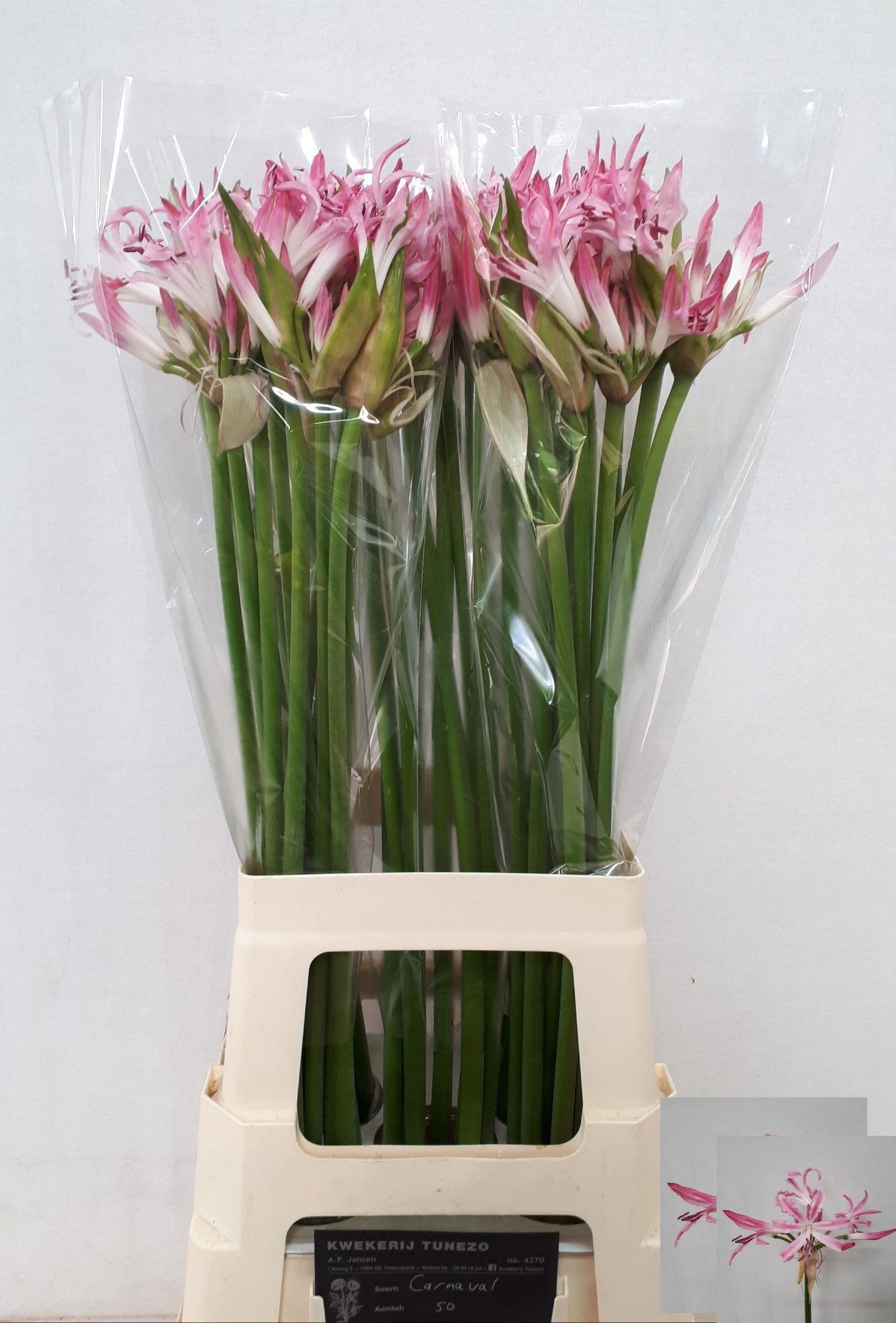 Ne Bo Carnaval 70cm