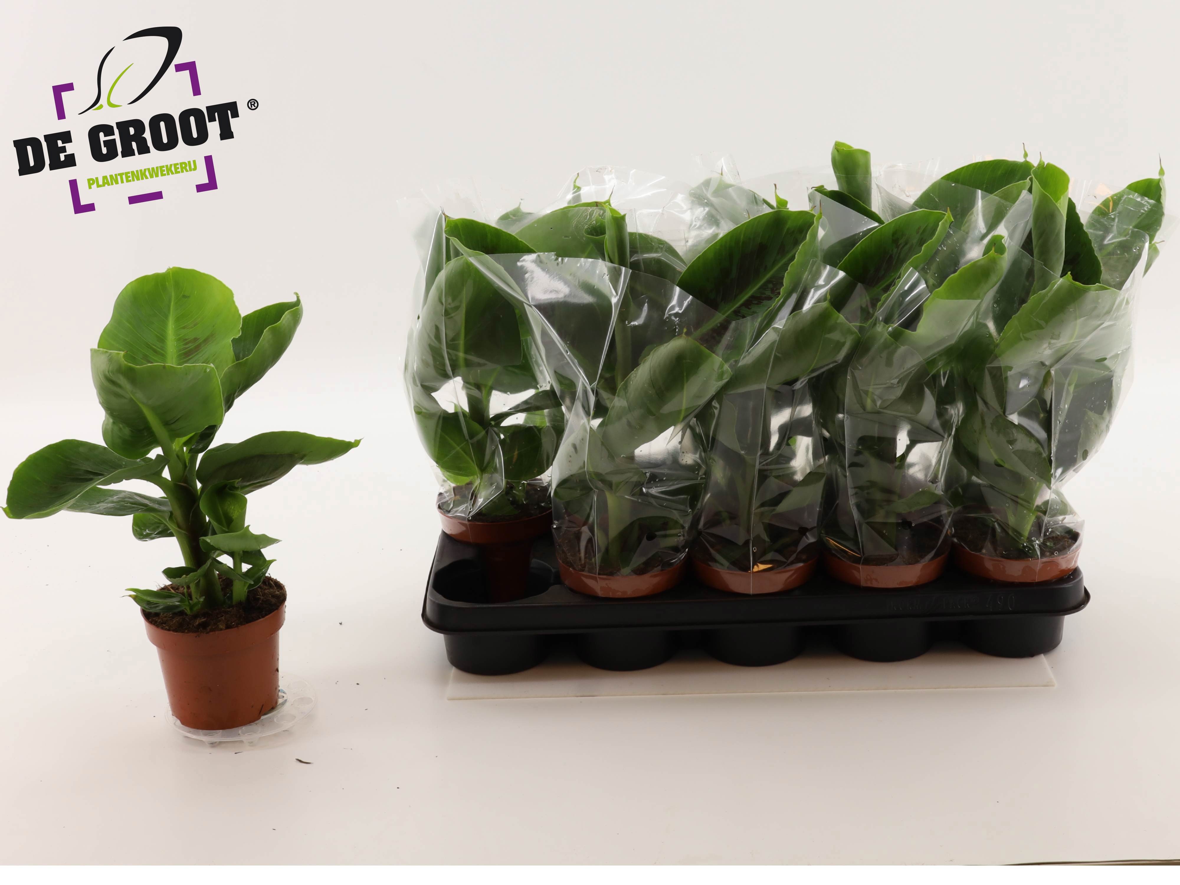 Musa Tropicana 12P 40H