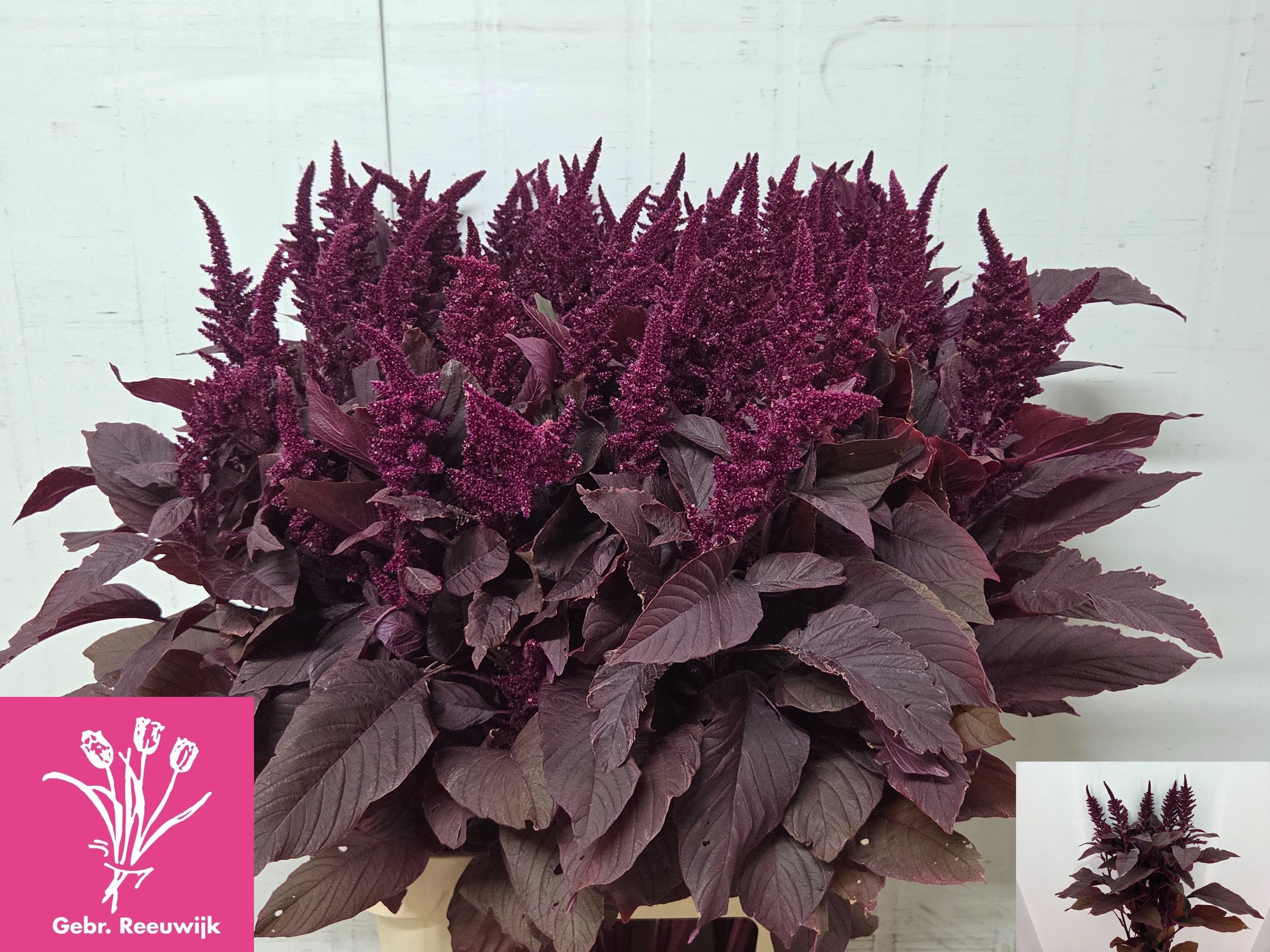 Amaranthus Upright Gruen Velvet 100cm
