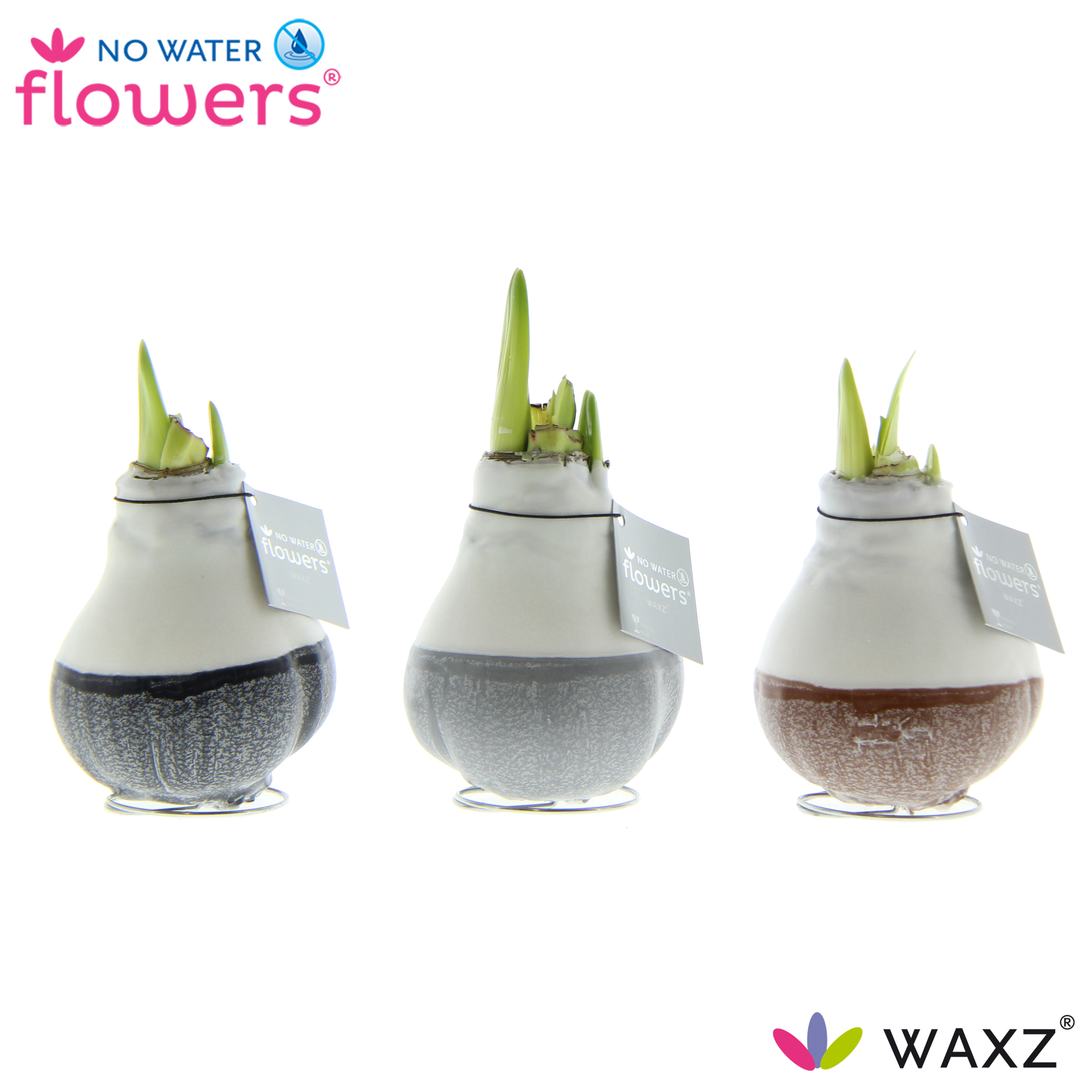 Picture of No Water Flowers Waxz® Dipz Natural 32 cm bulbsize