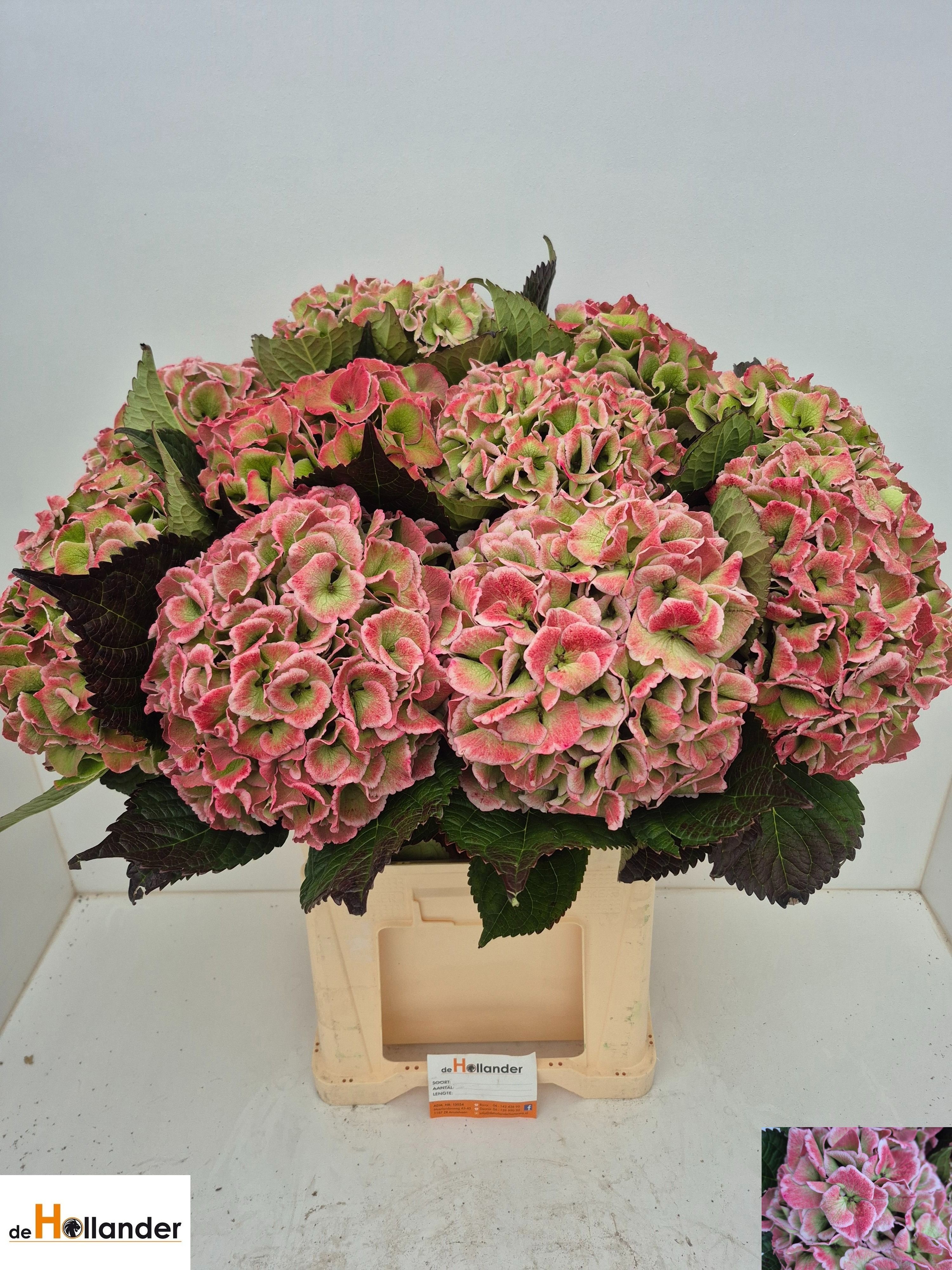 Hydr M Royal Love Cl 80cm 24Ø
