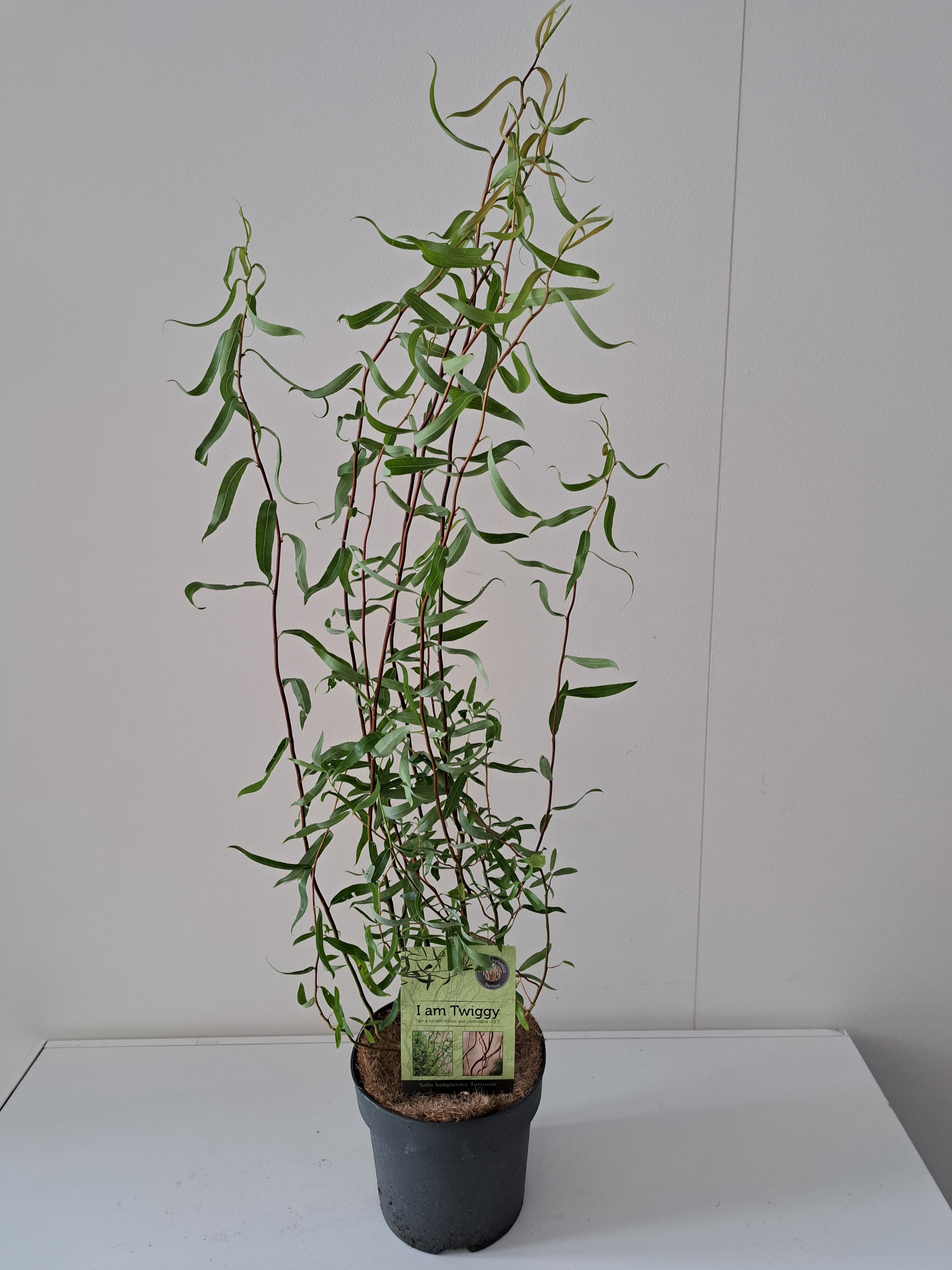 Picture of Salix Babylonica Tortuosa bush 19