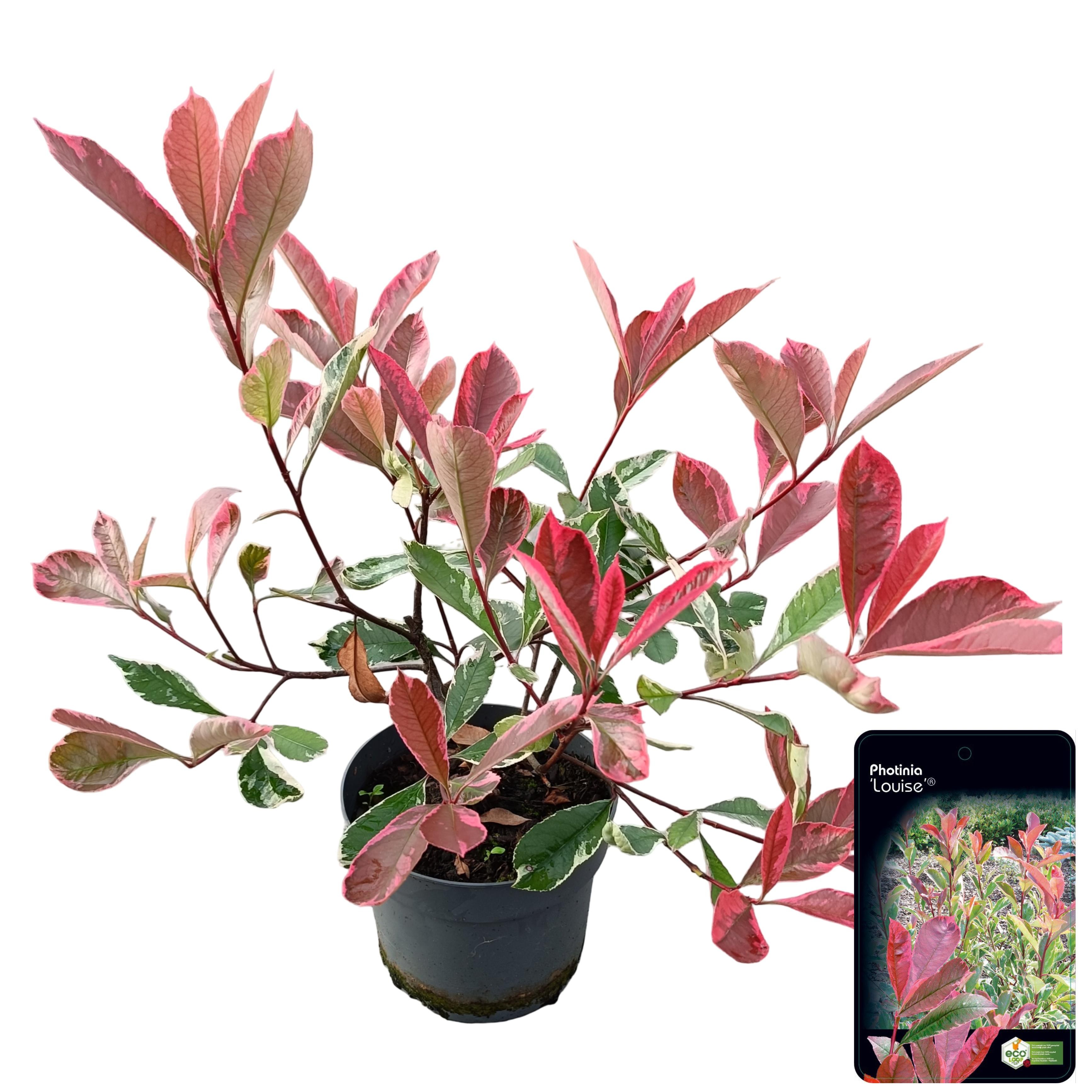 Picture of Photinia fraseri 'Louise' ® C2