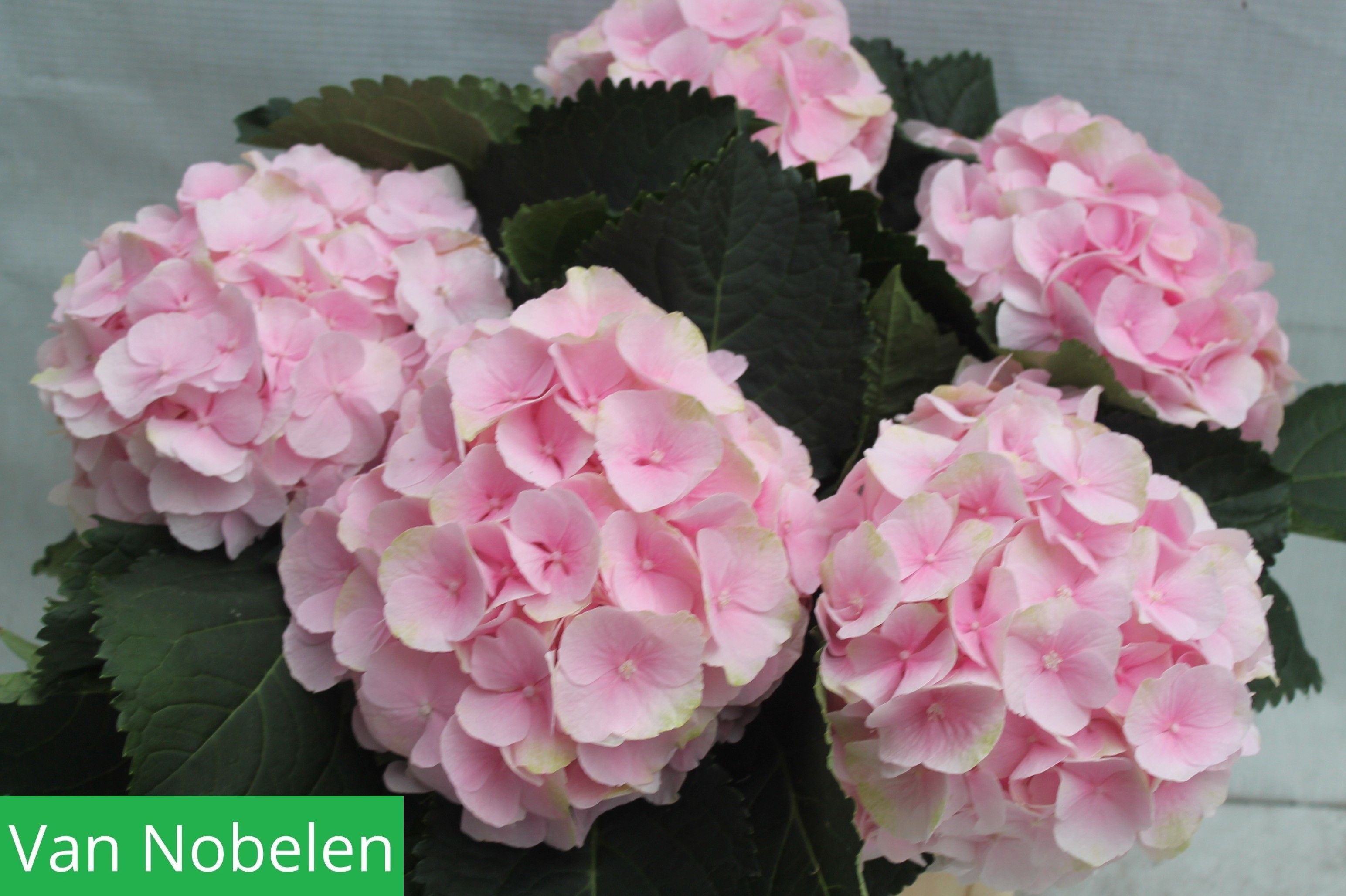 Hydrangea Verena Light Pink 40cm 20Ø