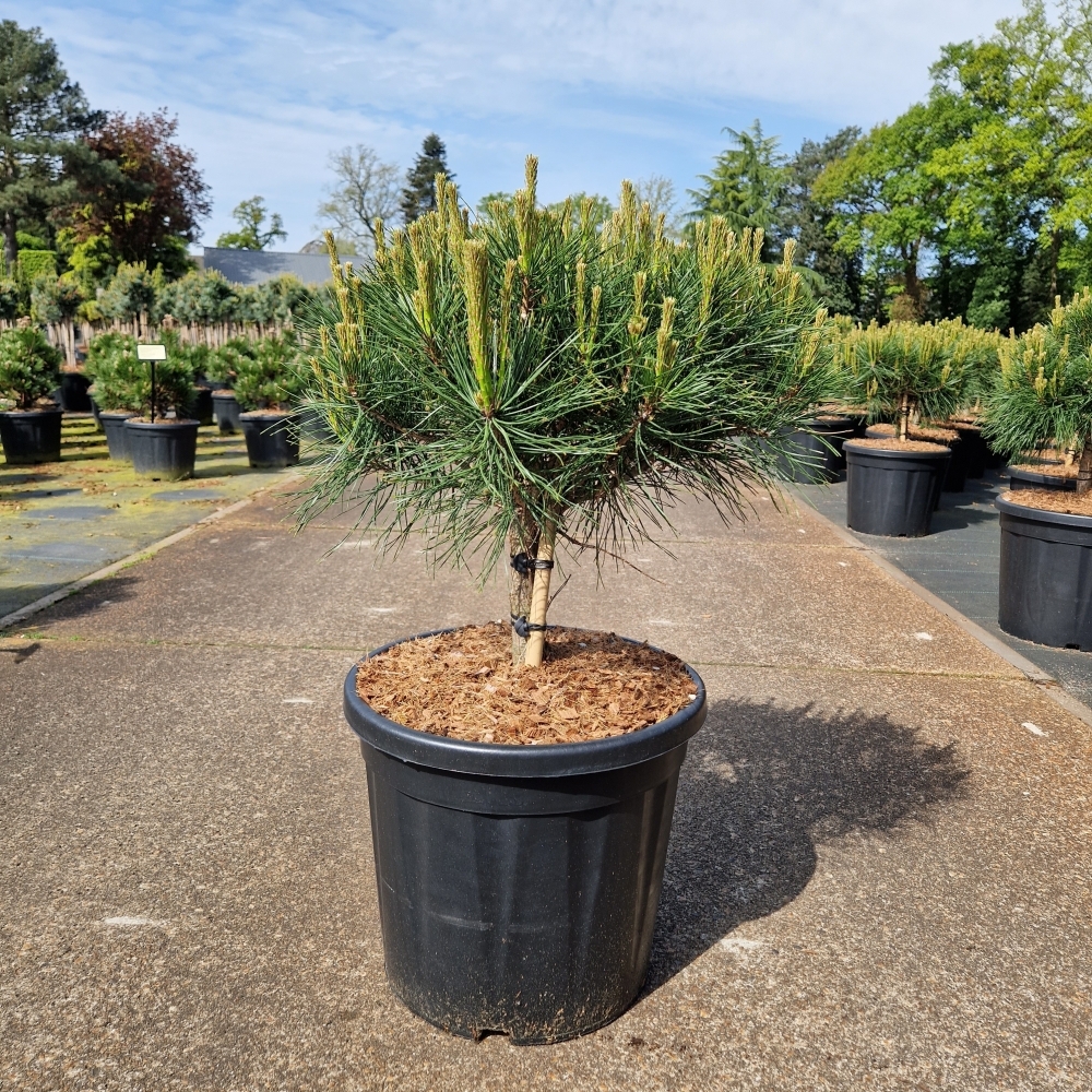 Picture of Pinus densiflora Alice Verkade C20 80CM