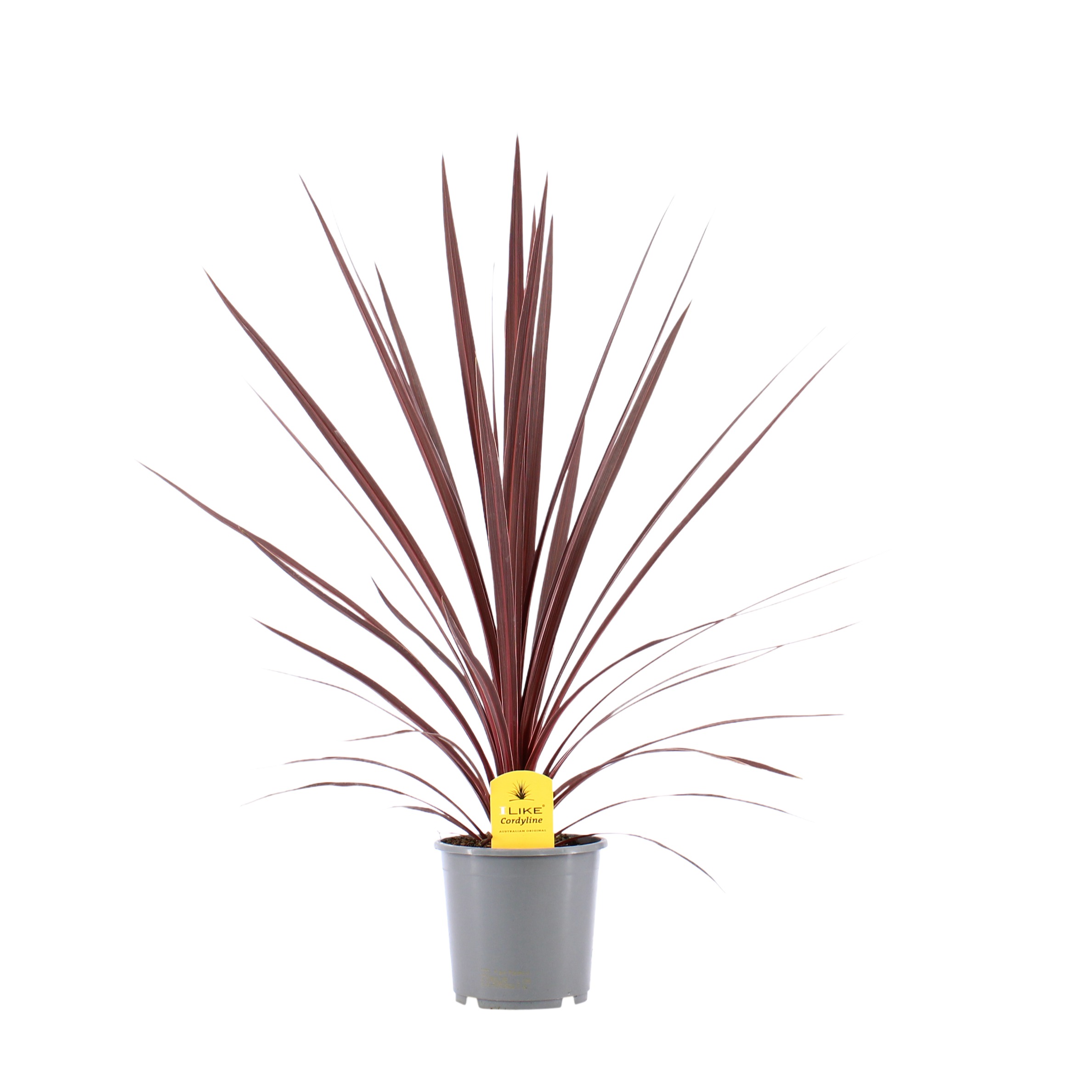 Picture of Cordyline Australis Red Star P17 (2 Ltr) (LOOSE)