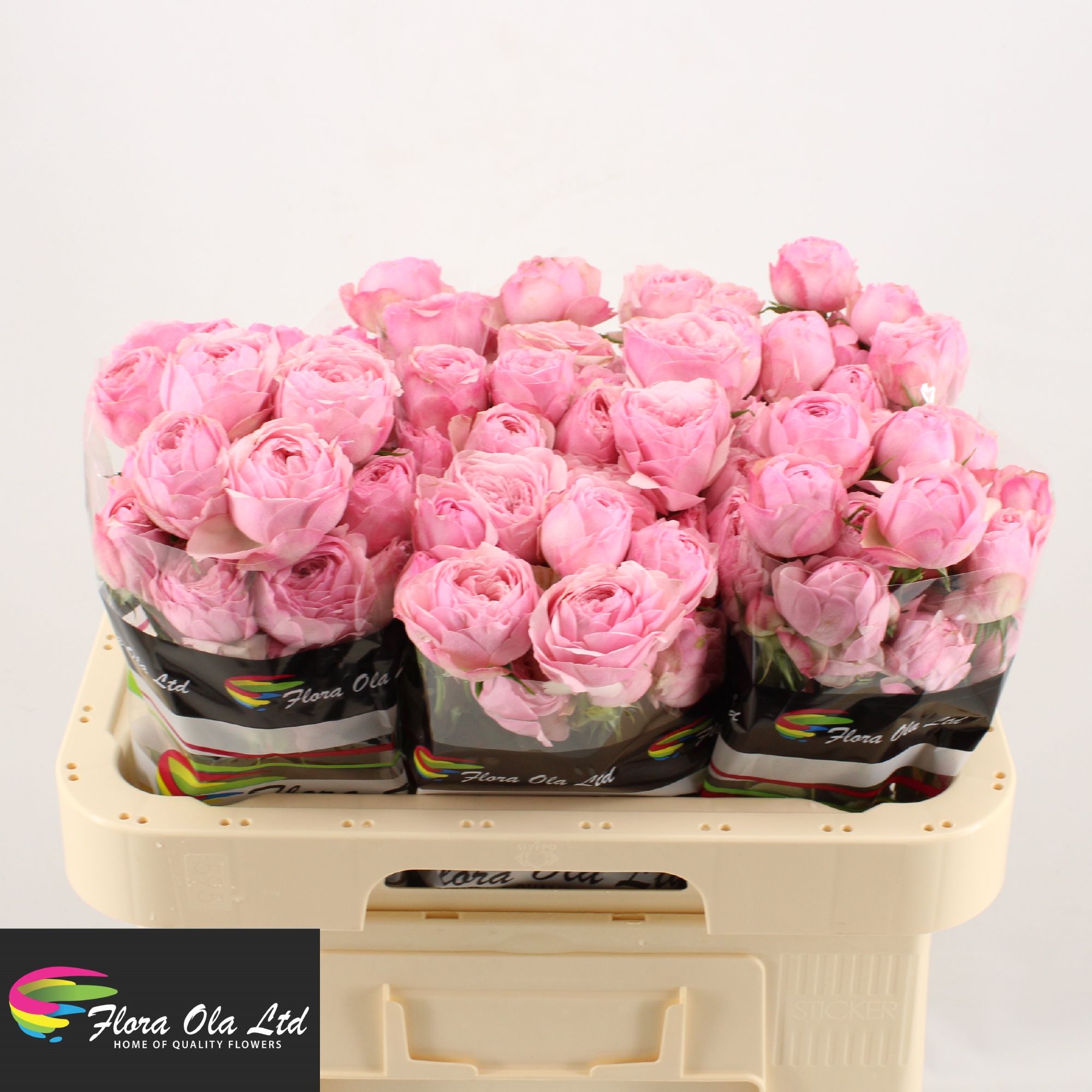 Rosa Spray Mansfi Pink Pa 60cm