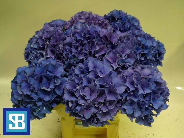 Hydrangea Royal Parade 60cm 17Ø