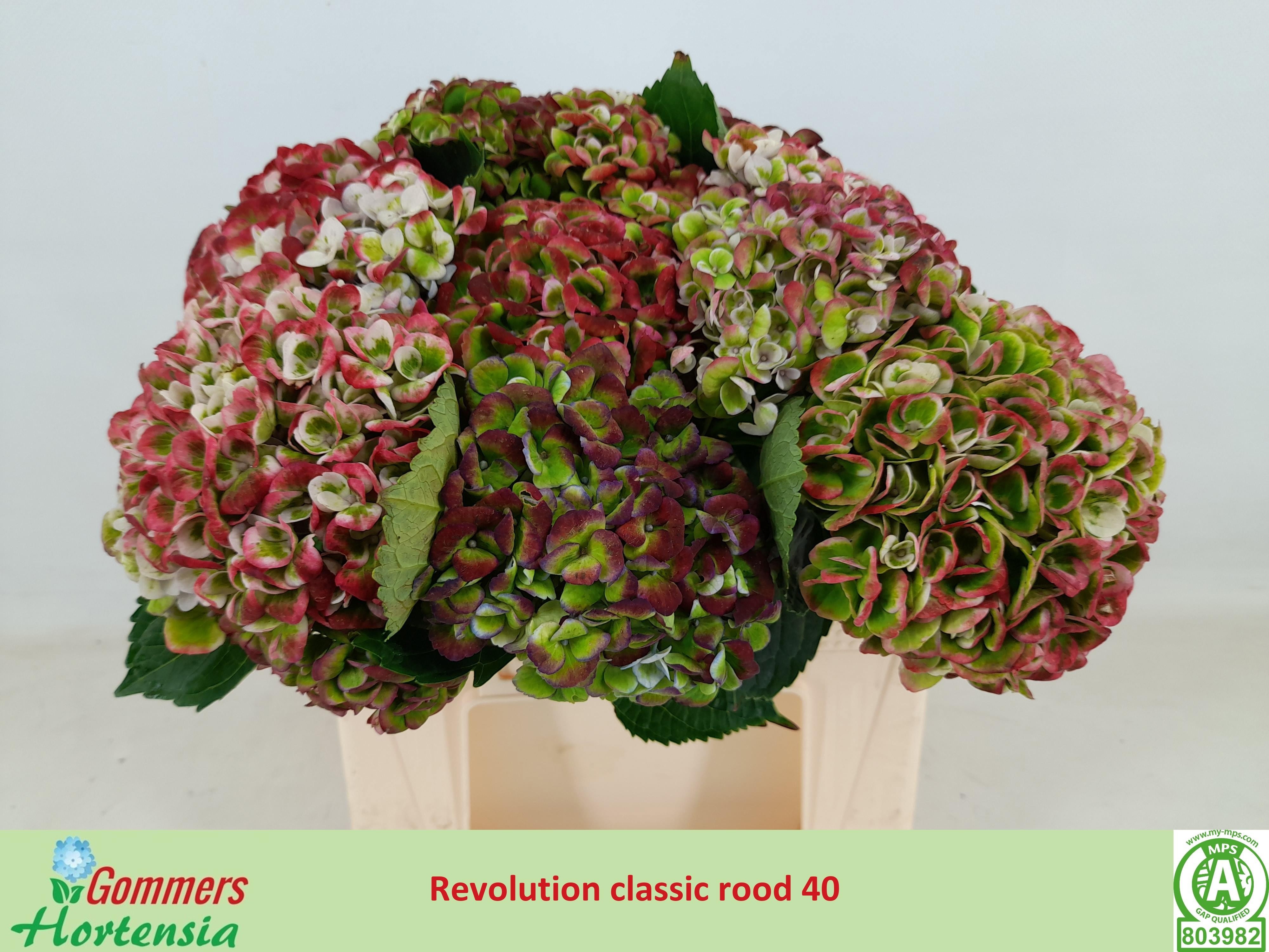 Hydrangea Revolution Pink/green 40cm 9Ø