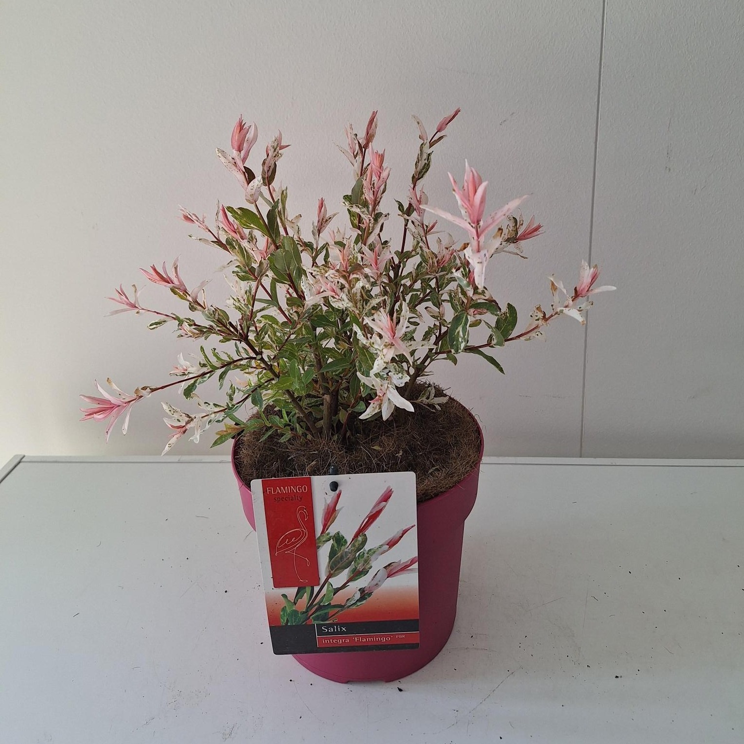 Picture of Salix Flamingo bush P19 Pink pot
