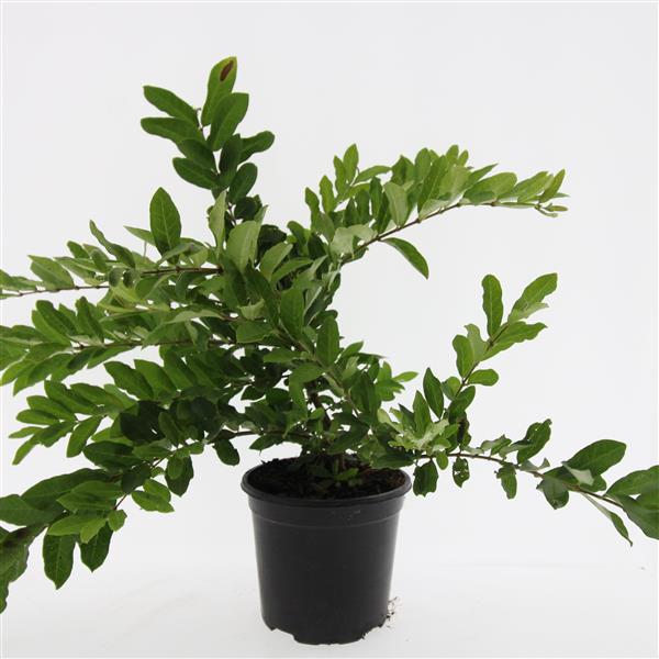 Picture of Ligustrum obtusifolium regelianum P14