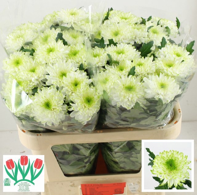 Chrys Single Zembla Lime 70cm 65gram