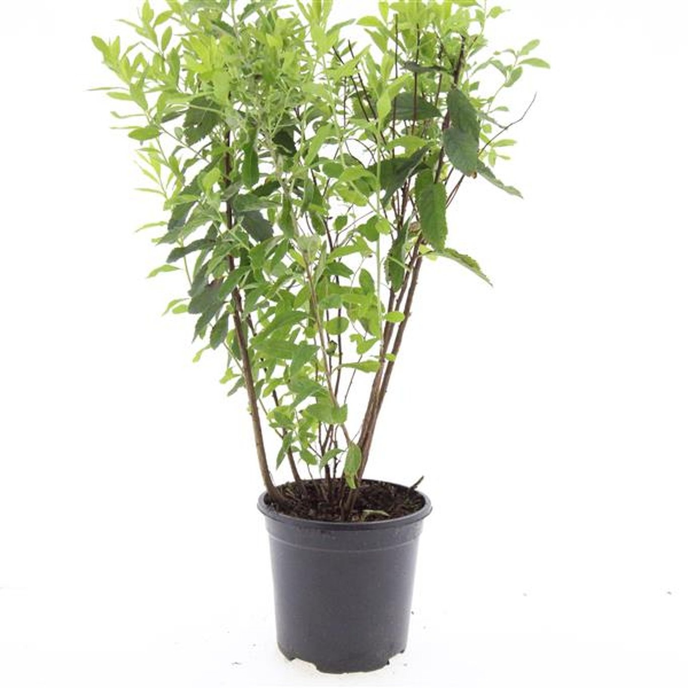 Spiraea billardii