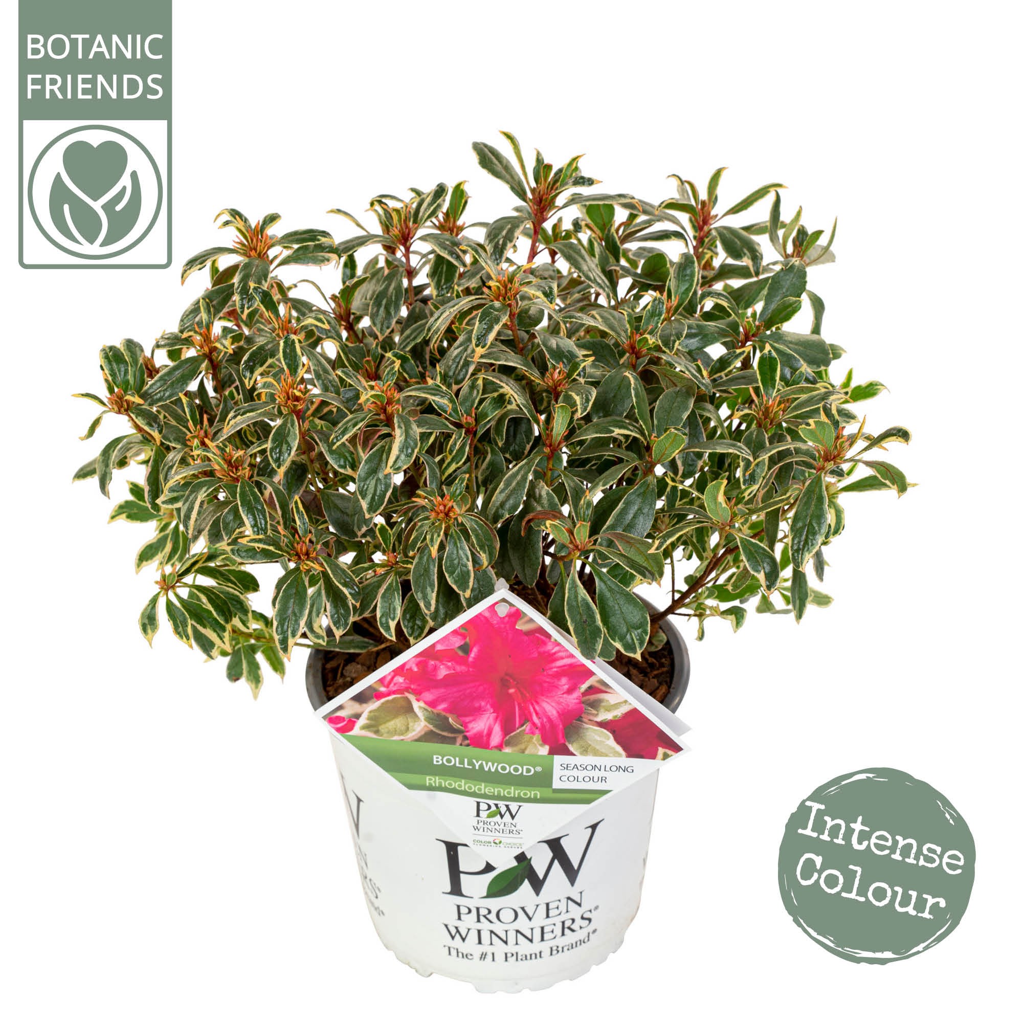 Picture of Rhododendron Bollywood P19 (3 Ltr) (LOOSE)