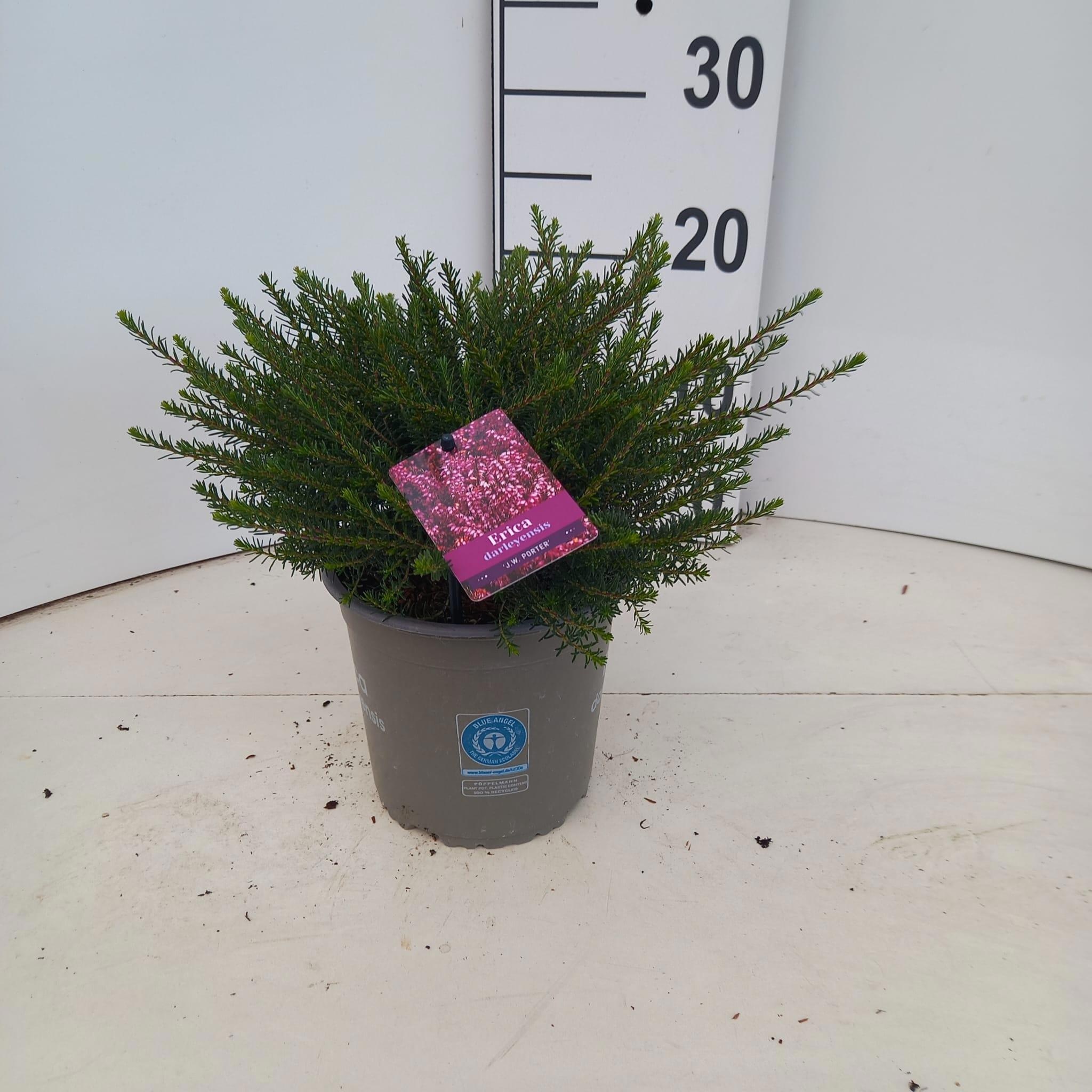 Erica darleyensis 'J.W. Porter'