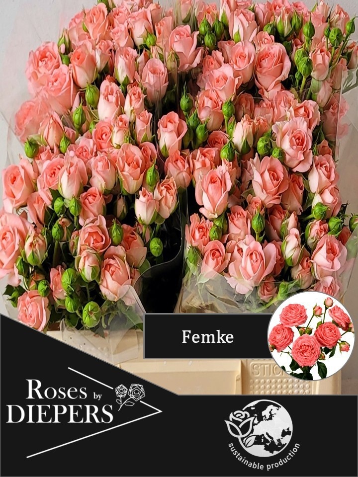 Rosa Spr Femke 40cm