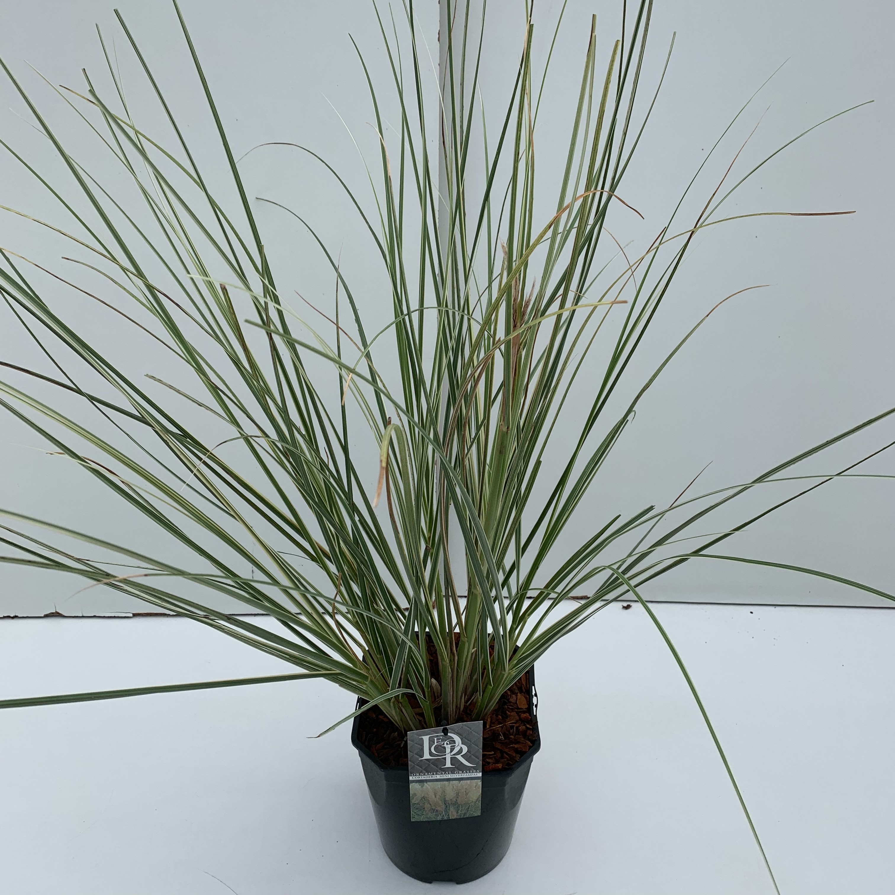 Picture of Cortaderia sell. Mini Silverpampas P23 (5 Ltr) SQUARE