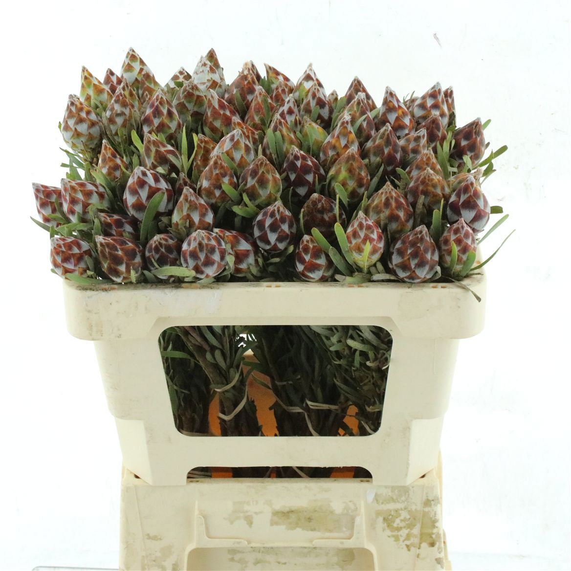 Leucadendron Rubrum Bnch 50cm