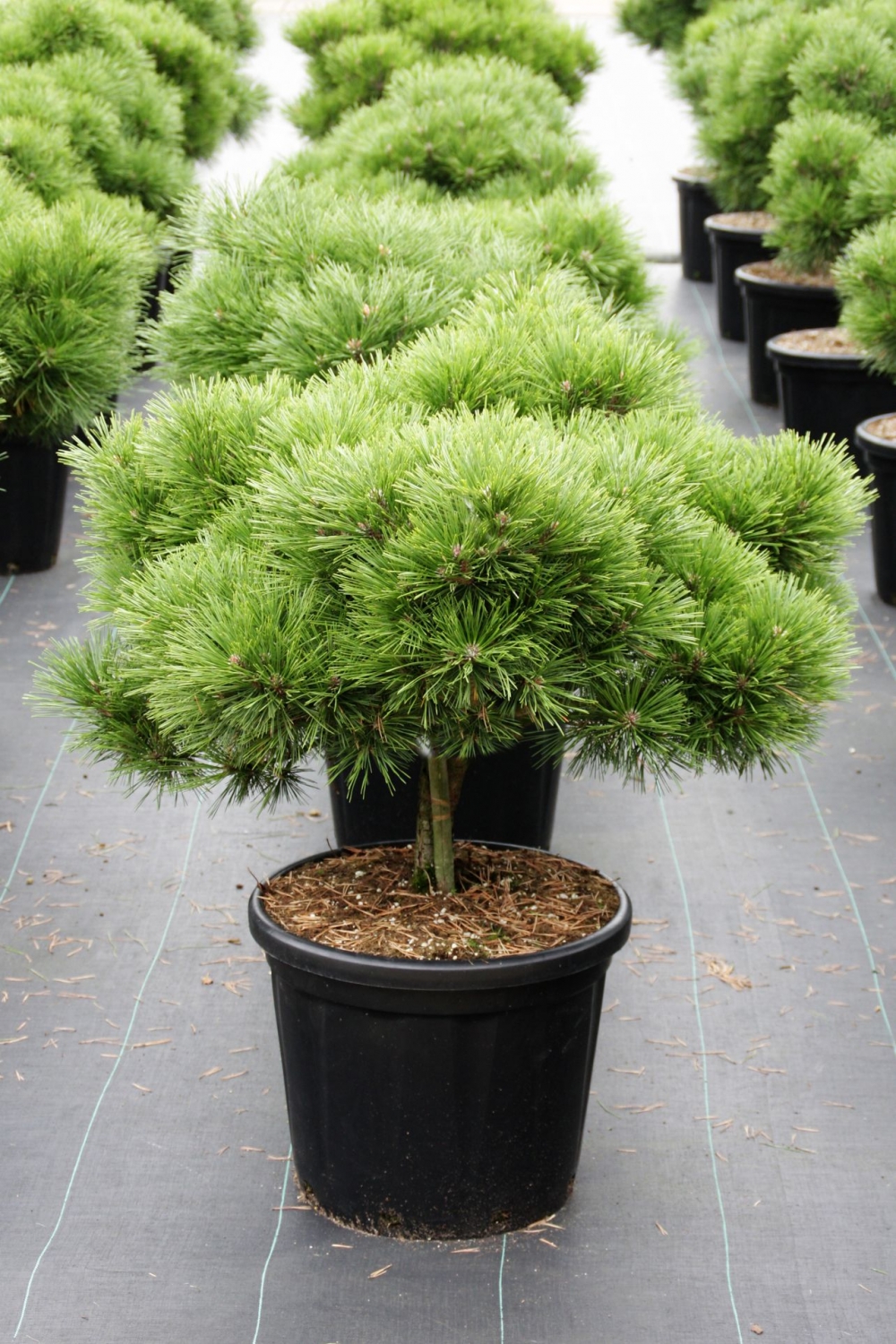 Picture of Pinus nigra Brepo C35 10/STD