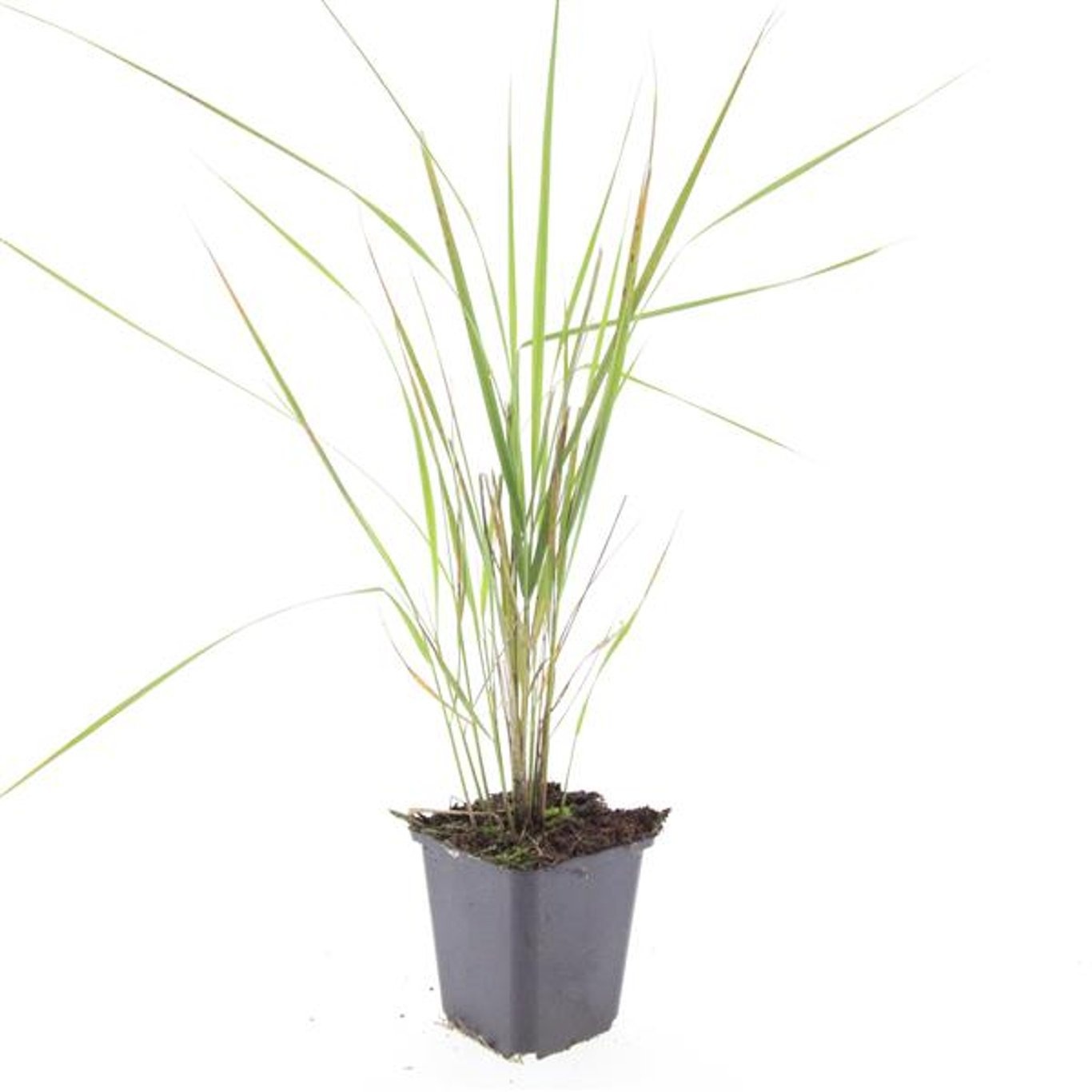 Calamagrostis acutiflora 'Karl Foerster'