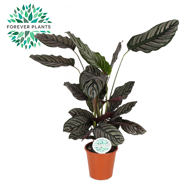 Picture of Calathea Ornata p21 P21 85cm (LOOSE)