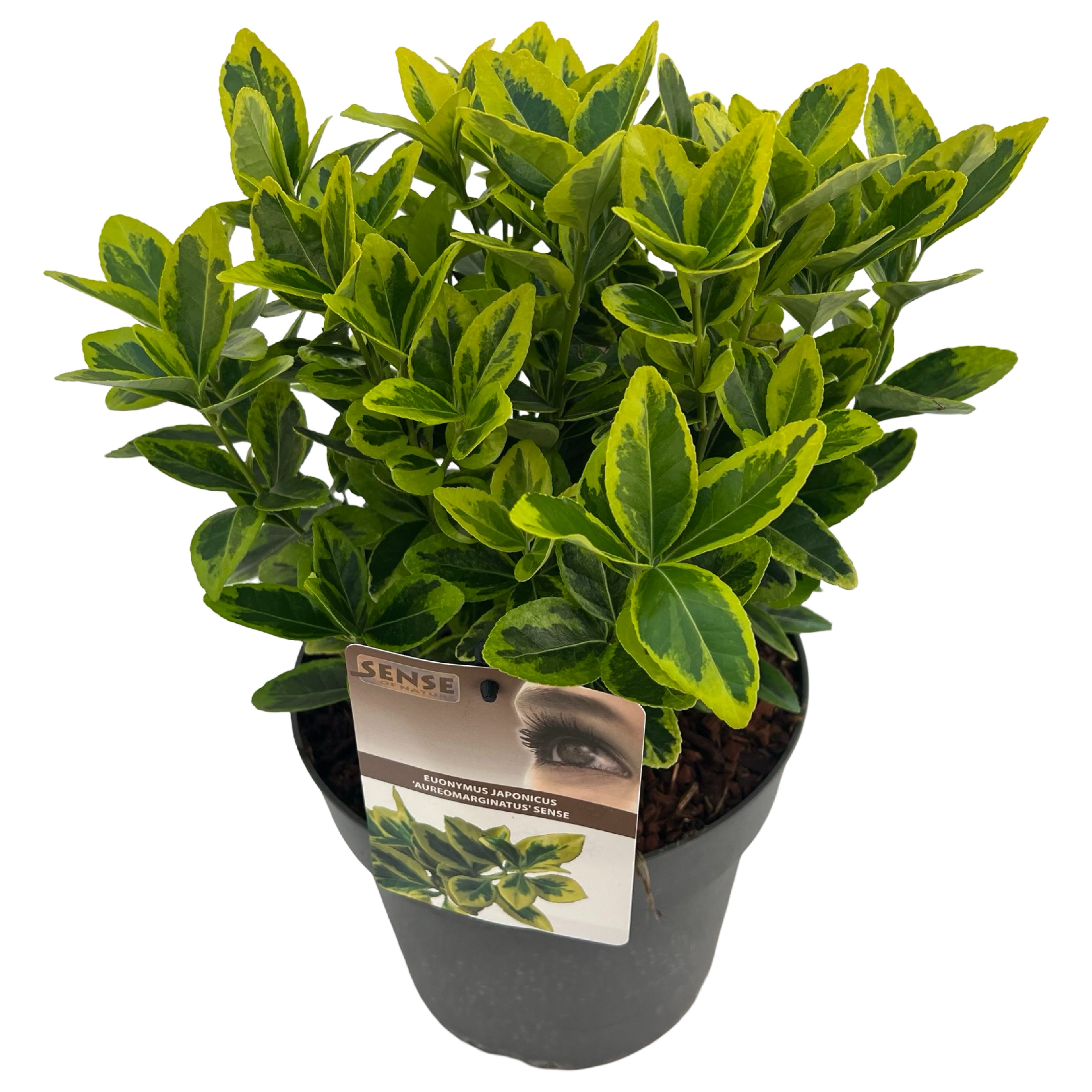 Picture of Euonymus jap. Aureomarginatus P23 (5 Ltr)