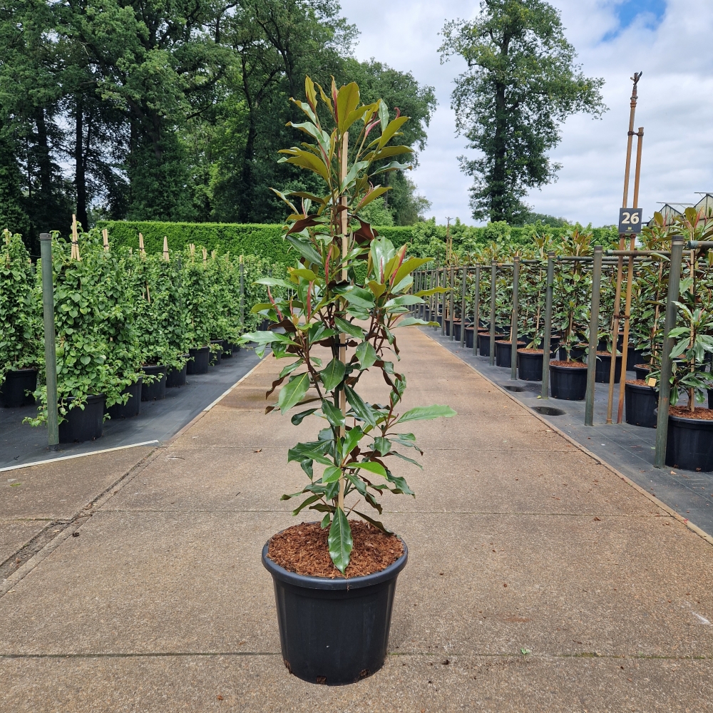 Picture of Magnolia grandiflora Kay Parris C35 120/+