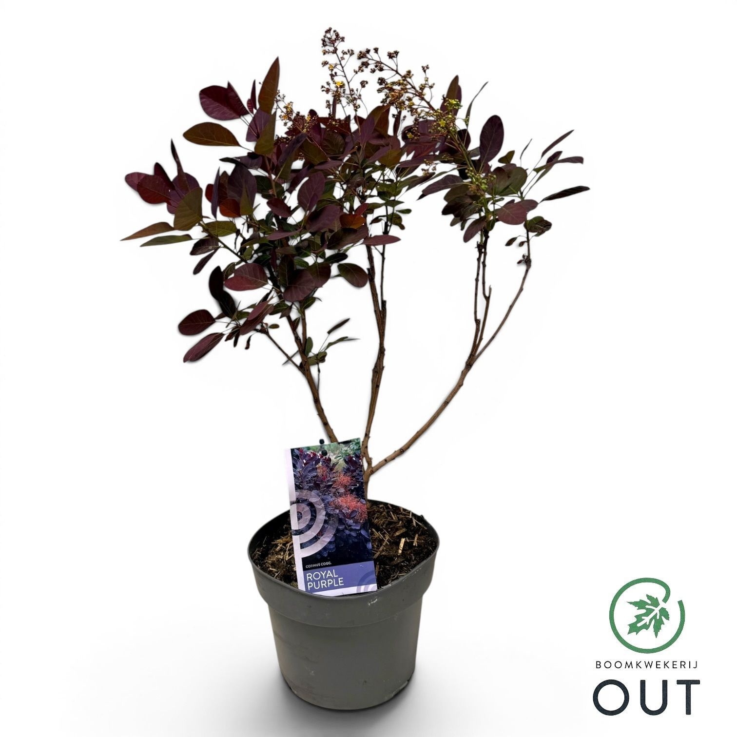 Cotinus coggygria 'Royal Purple'