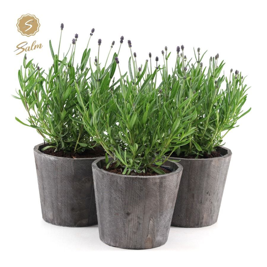 Picture of Lavandula ang. 'Felice'® Collection P12 in Wood