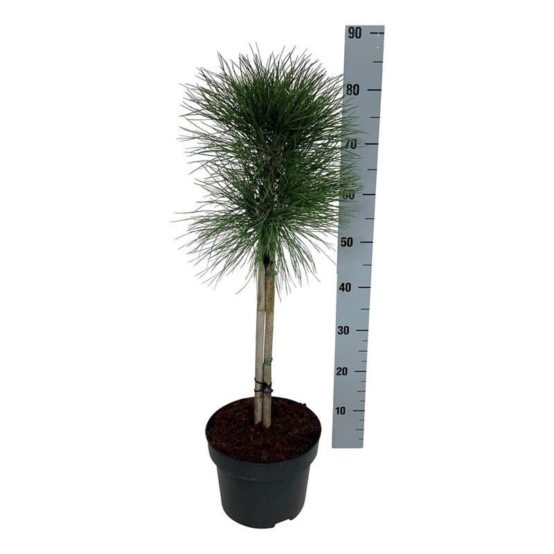 Picture of Pinus nigra 'Aron' PBR